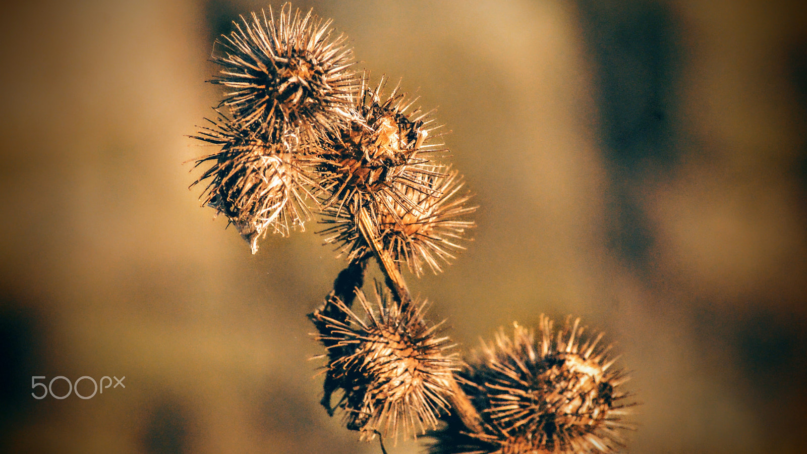 Sony Alpha DSLR-A200 + Tamron Lens (255) sample photo. Spikes photography