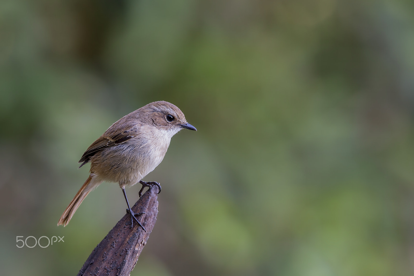 Nikon AF-S Nikkor 600mm F4E FL ED VR sample photo. Grey bush chat (f) photography