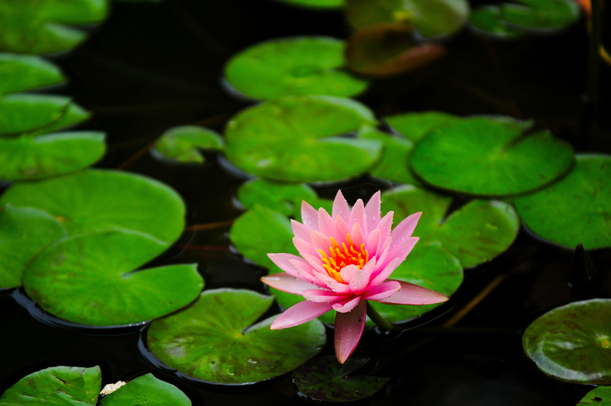AF-S Zoom-Nikkor 80-200mm f/2.8D IF-ED sample photo