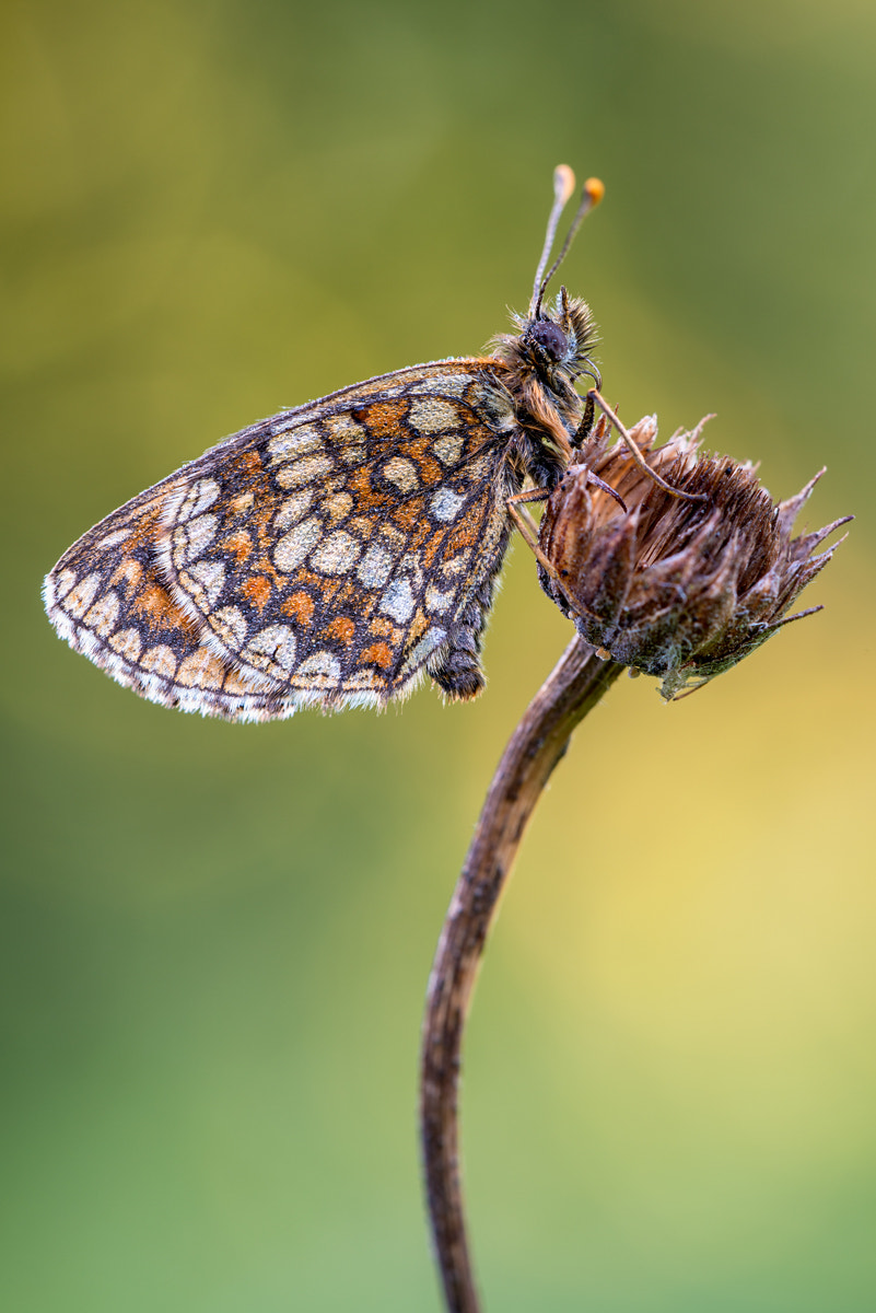 Sigma 150mm F2.8 EX DG OS Macro HSM sample photo. - melitaea britomartis - photography