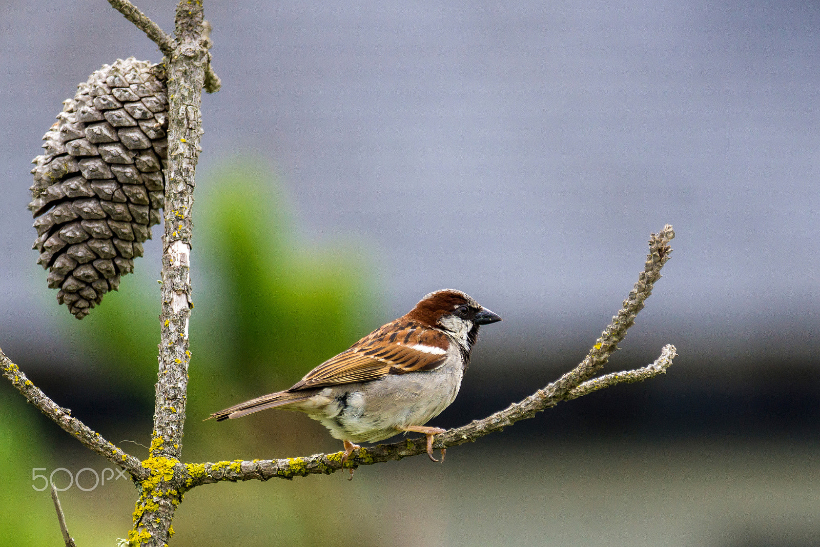 Sony 70-300mm F4.5-5.6 G SSM sample photo. Sparrow photography