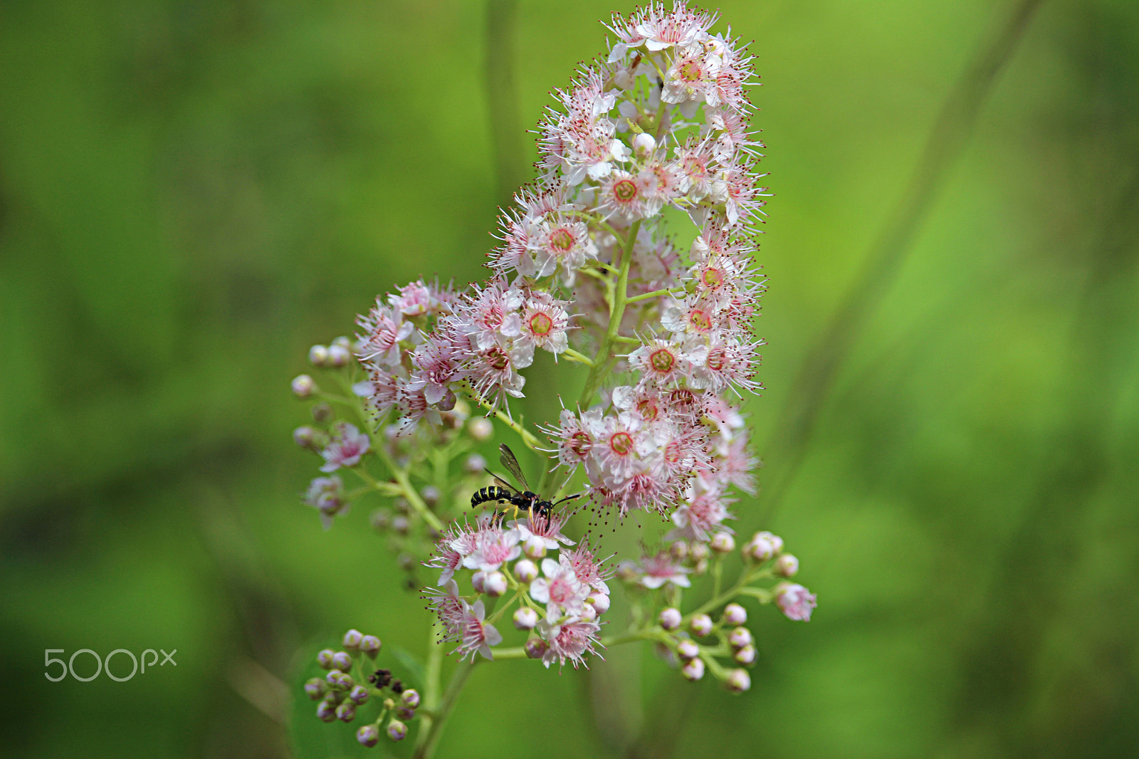 Canon EOS 600D (Rebel EOS T3i / EOS Kiss X5) + 55.0 - 250.0 mm sample photo. Tiny pinks with a bee photography