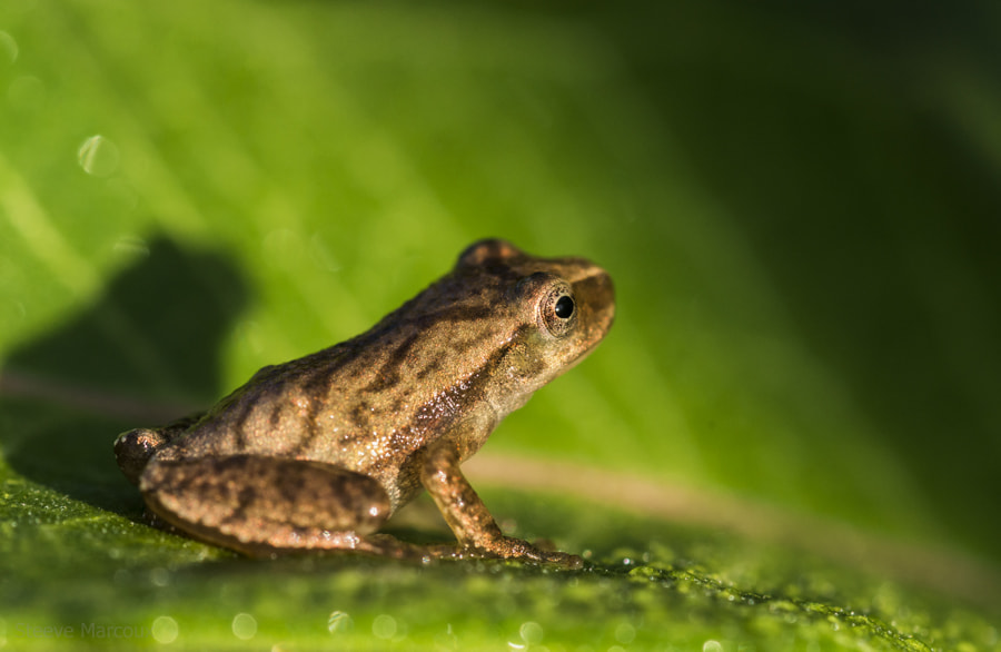 Pentax K-50 + Tamron SP AF 90mm F2.8 Di Macro sample photo. Spring peeper at sunrise photography