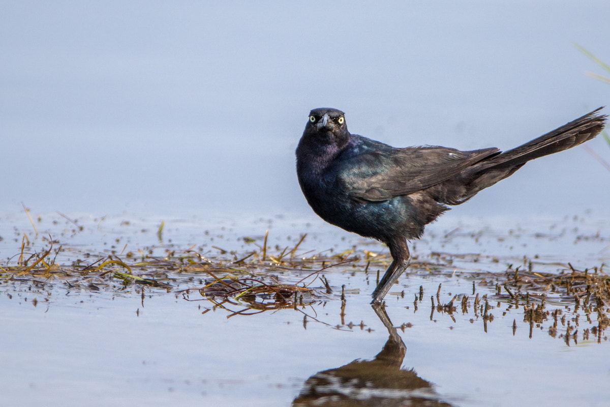 Canon EOS 7D Mark II + Canon EF 200-400mm F4L IS USM Extender 1.4x sample photo. Boat-tailed grackle photography