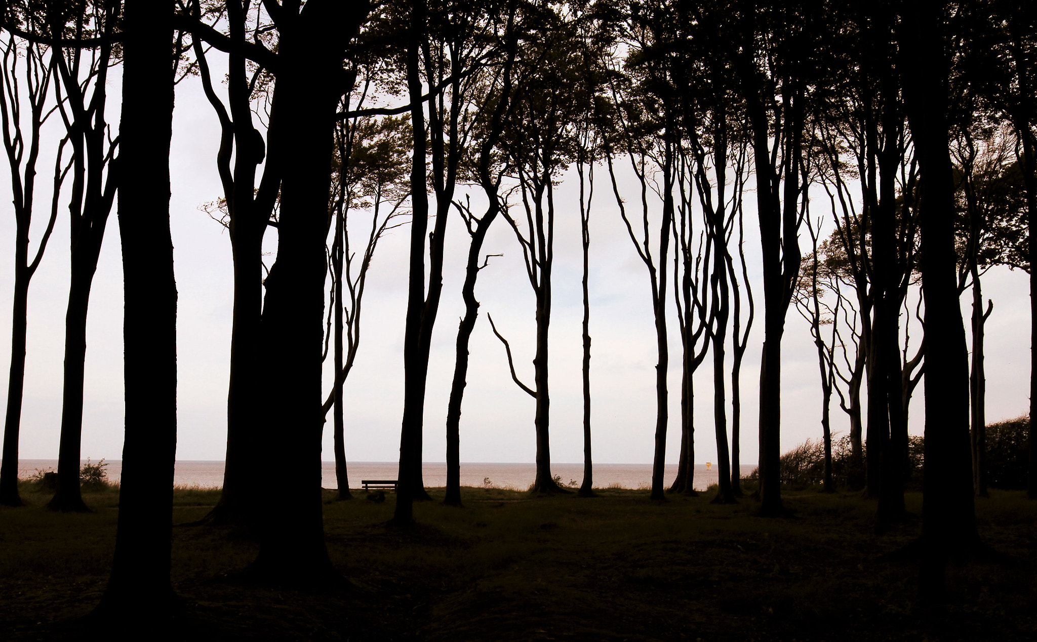 Canon EOS 7D + Canon EF 16-35mm F4L IS USM sample photo. Ghost forrest i photography