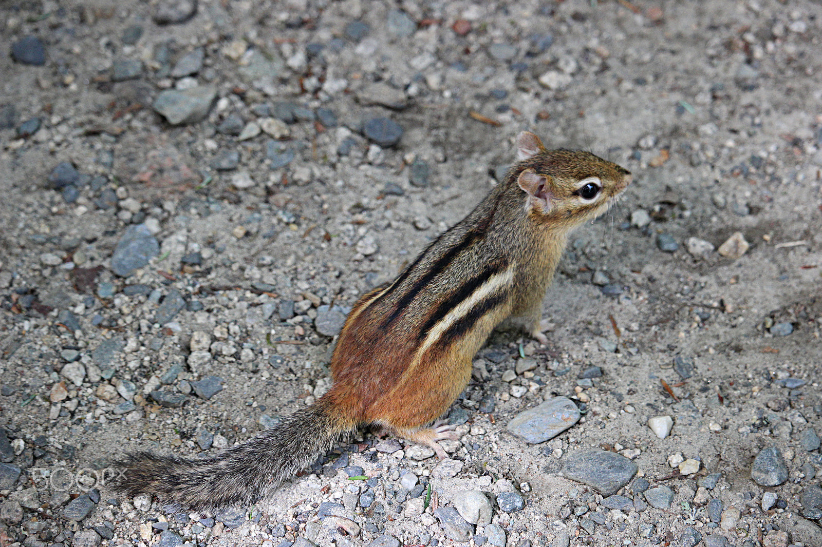 Canon EOS 600D (Rebel EOS T3i / EOS Kiss X5) + 55.0 - 250.0 mm sample photo. Chipmunk full length photography