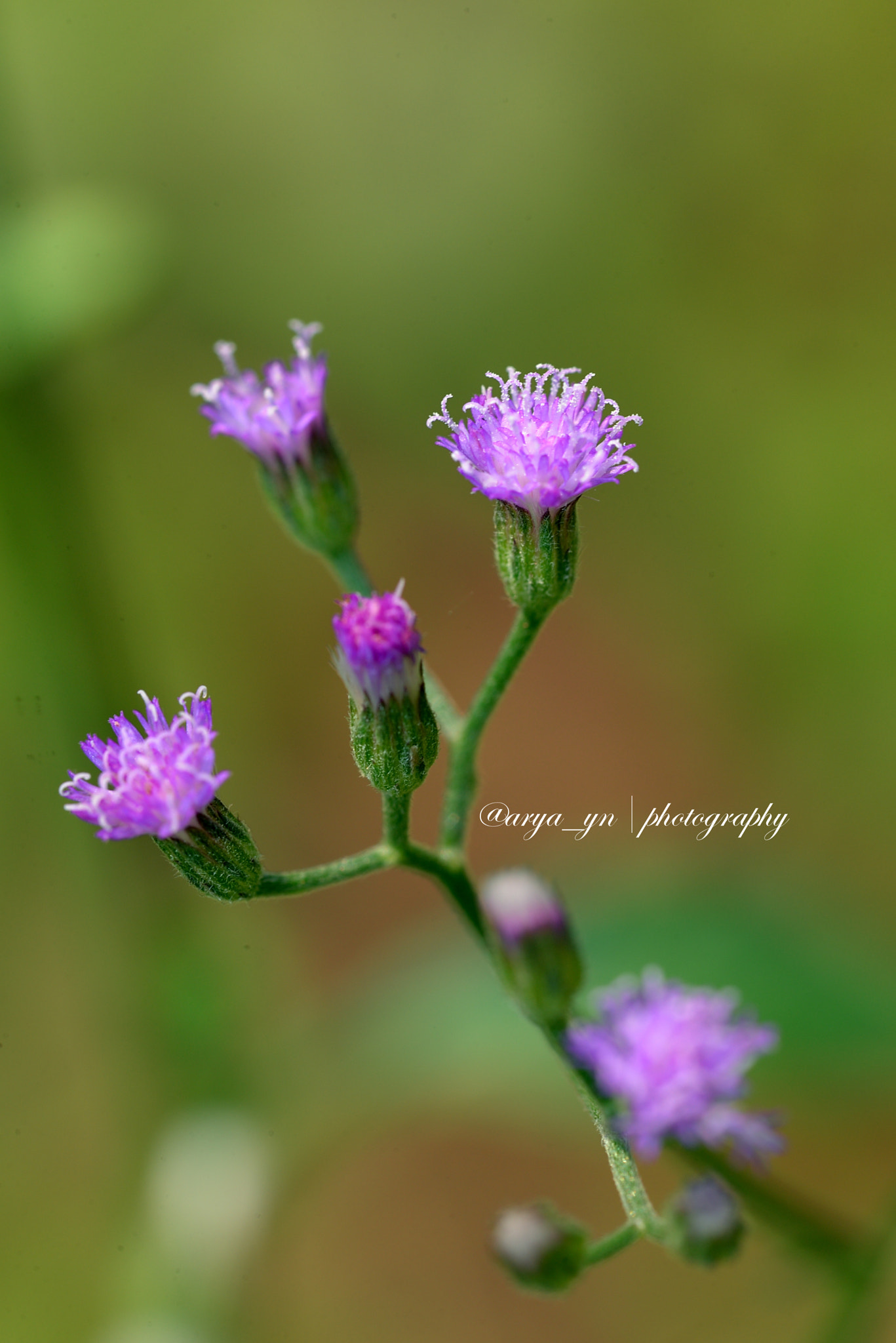 Sigma 105mm F2.8 EX DG OS HSM sample photo. Lilac tassel flower photography