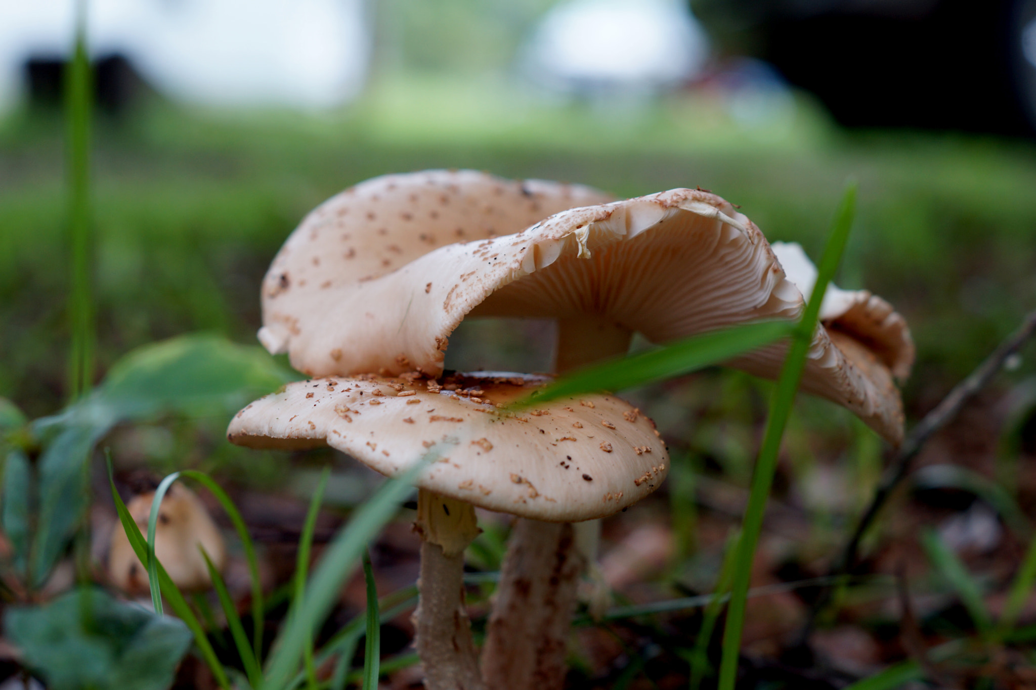 Sony SLT-A77 + Sony DT 50mm F1.8 SAM sample photo. The bonnet photography