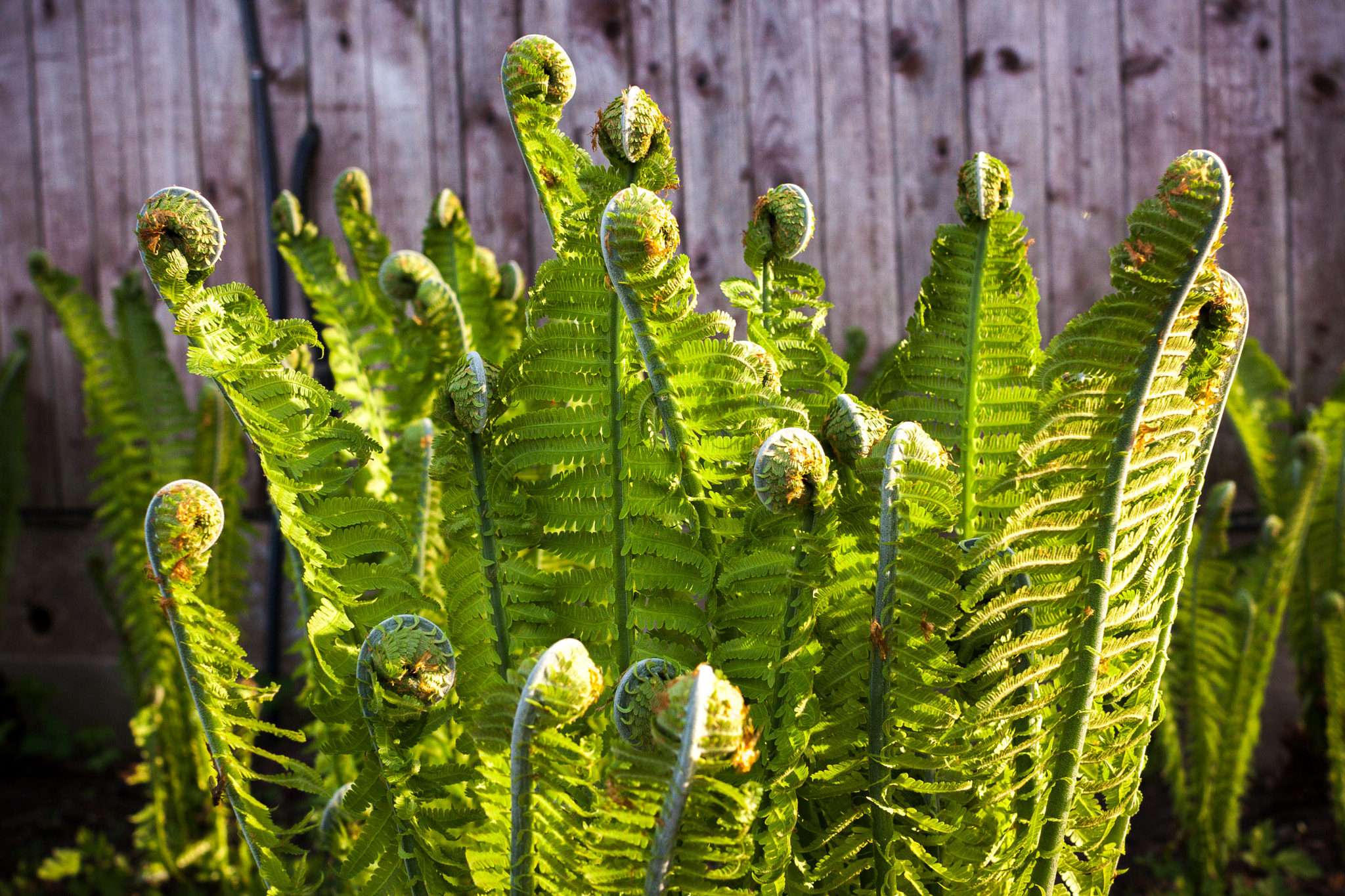 Canon EOS 50D + Canon EF 28mm F1.8 USM sample photo. Nature is creative photography