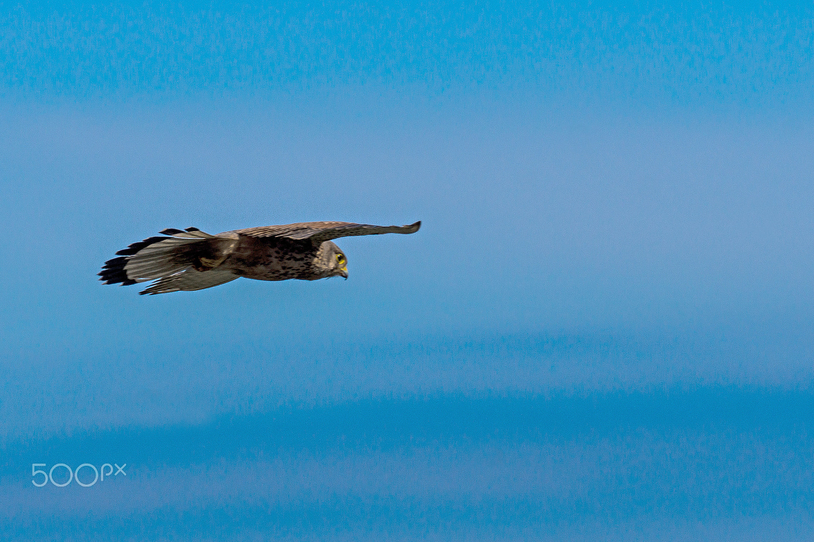 Sony 70-300mm F4.5-5.6 G SSM sample photo. Falcon photography