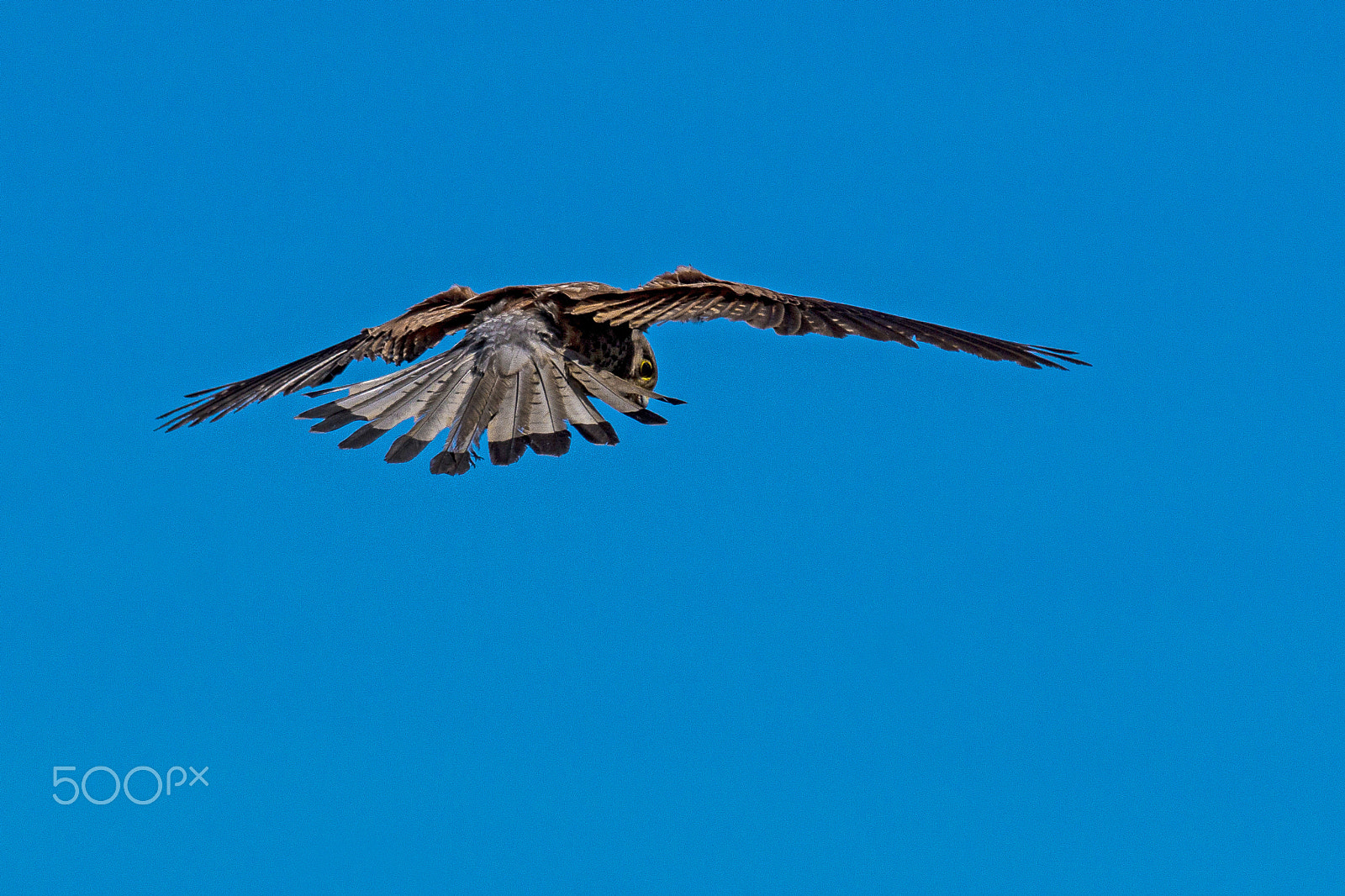 Sony 70-300mm F4.5-5.6 G SSM sample photo. I see you... photography