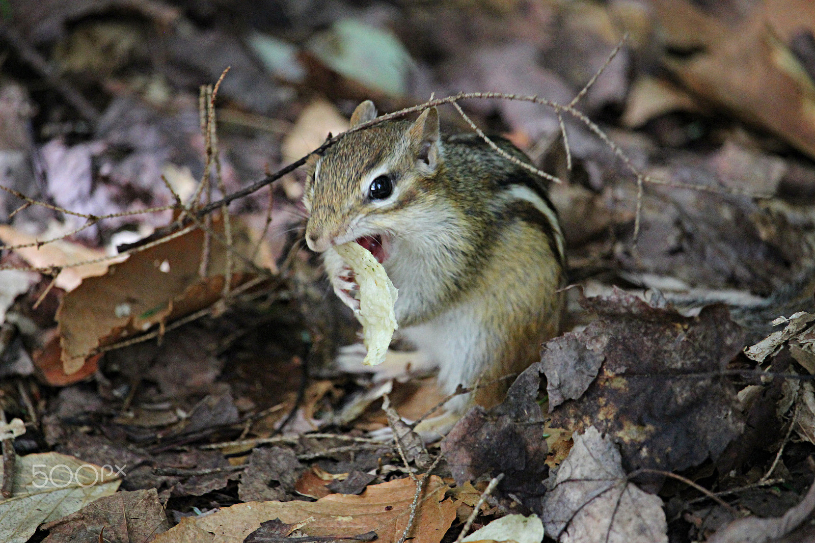 Canon EOS 600D (Rebel EOS T3i / EOS Kiss X5) + 55.0 - 250.0 mm sample photo. Chip for a chipmunk photography