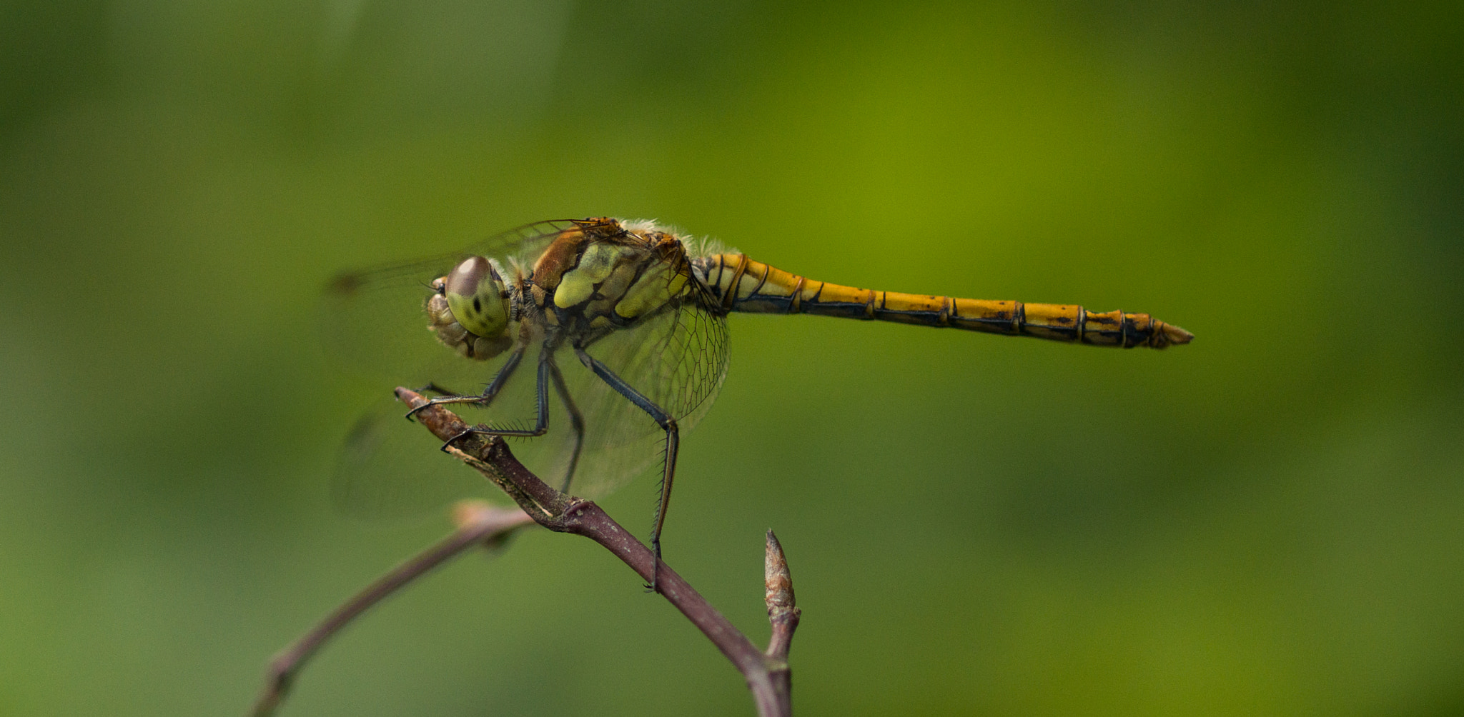 Sony SLT-A77 + Sony 100mm F2.8 Macro sample photo. Dragonfly. photography