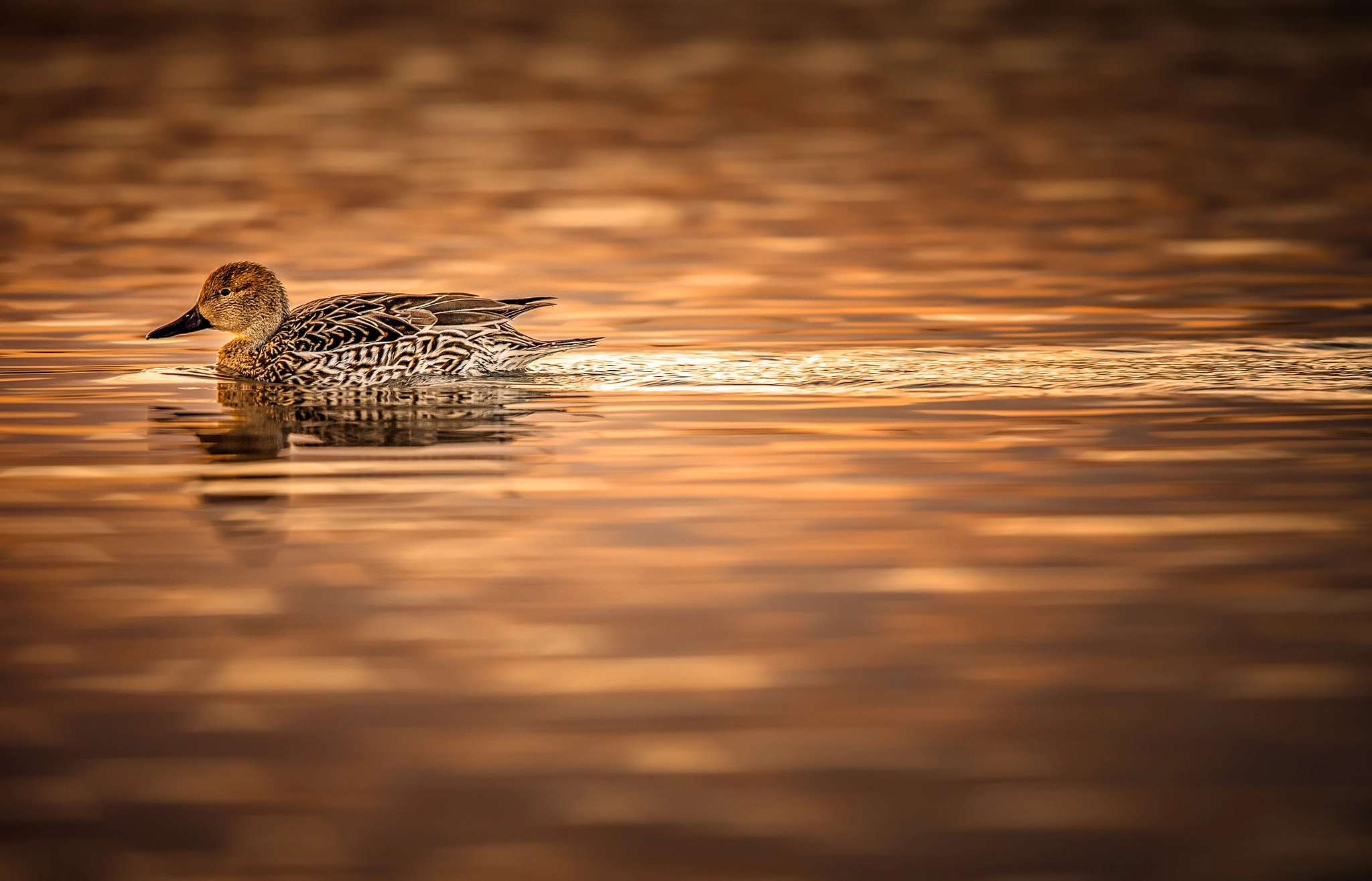 Canon EF 600mm F4L IS II USM sample photo. Golden duck photography