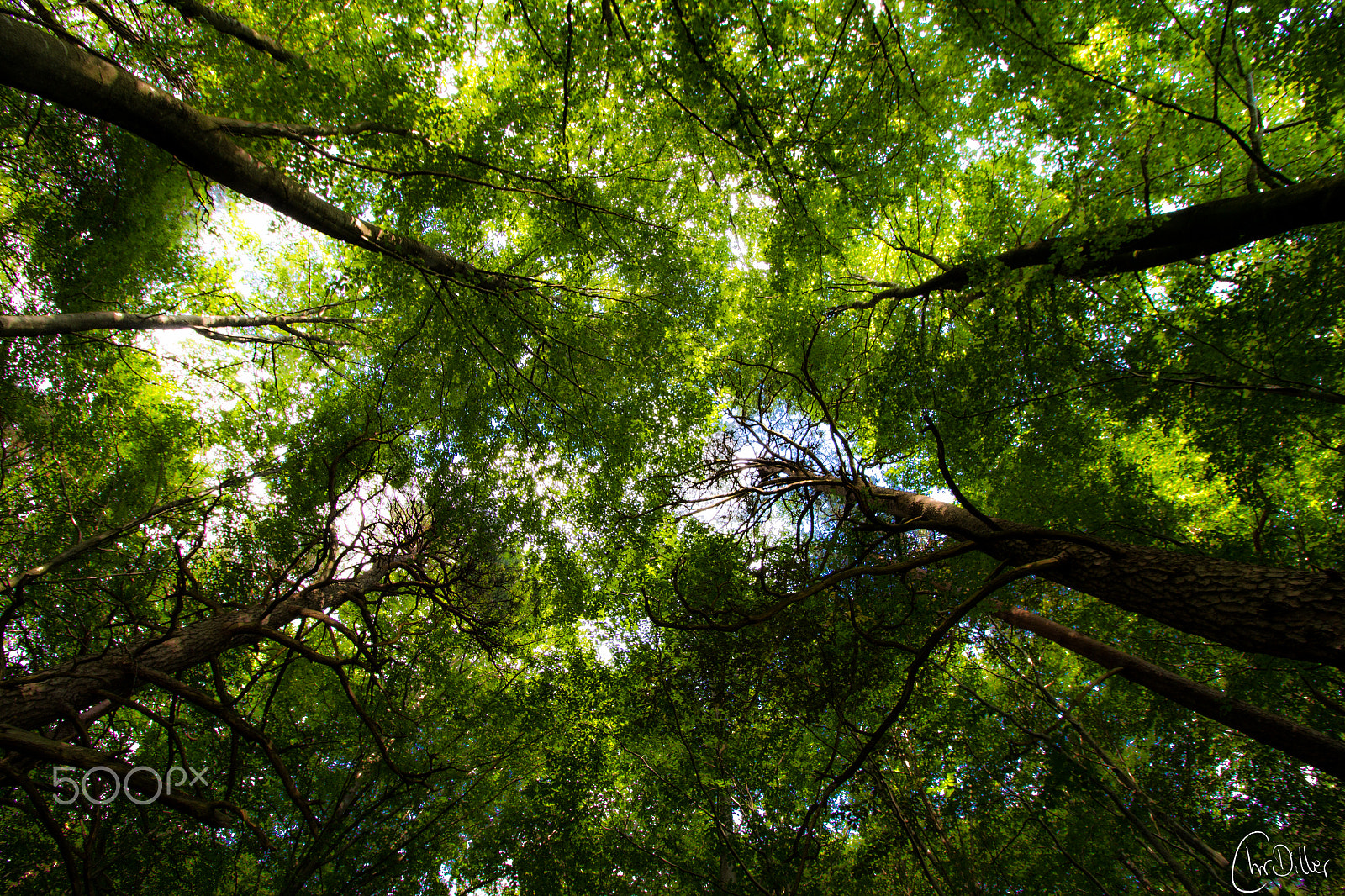 Canon EOS 650D (EOS Rebel T4i / EOS Kiss X6i) sample photo. Forest photography