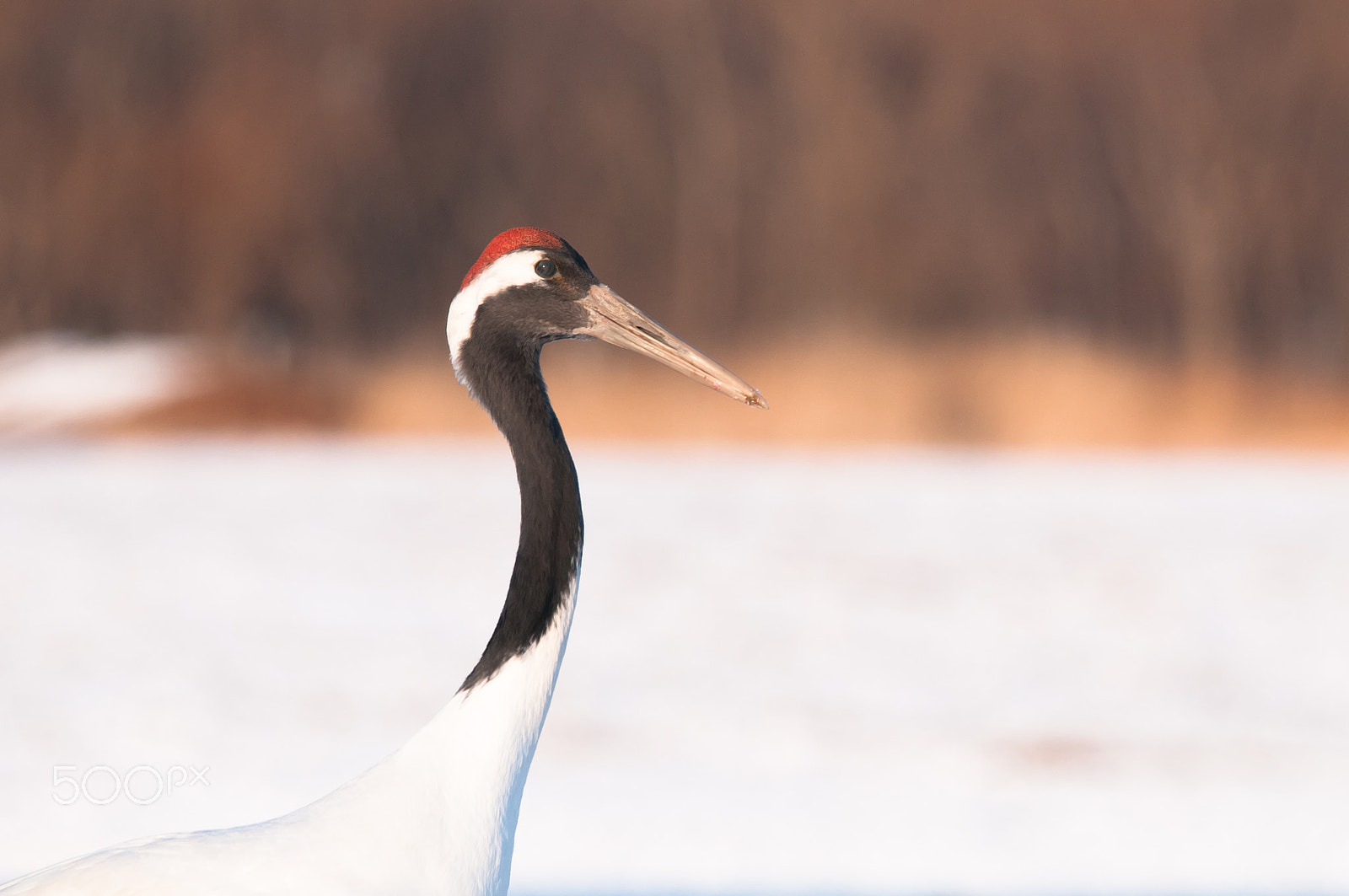 Sigma 150-600mm F5-6.3 DG OS HSM | S sample photo. Natural beauty photography