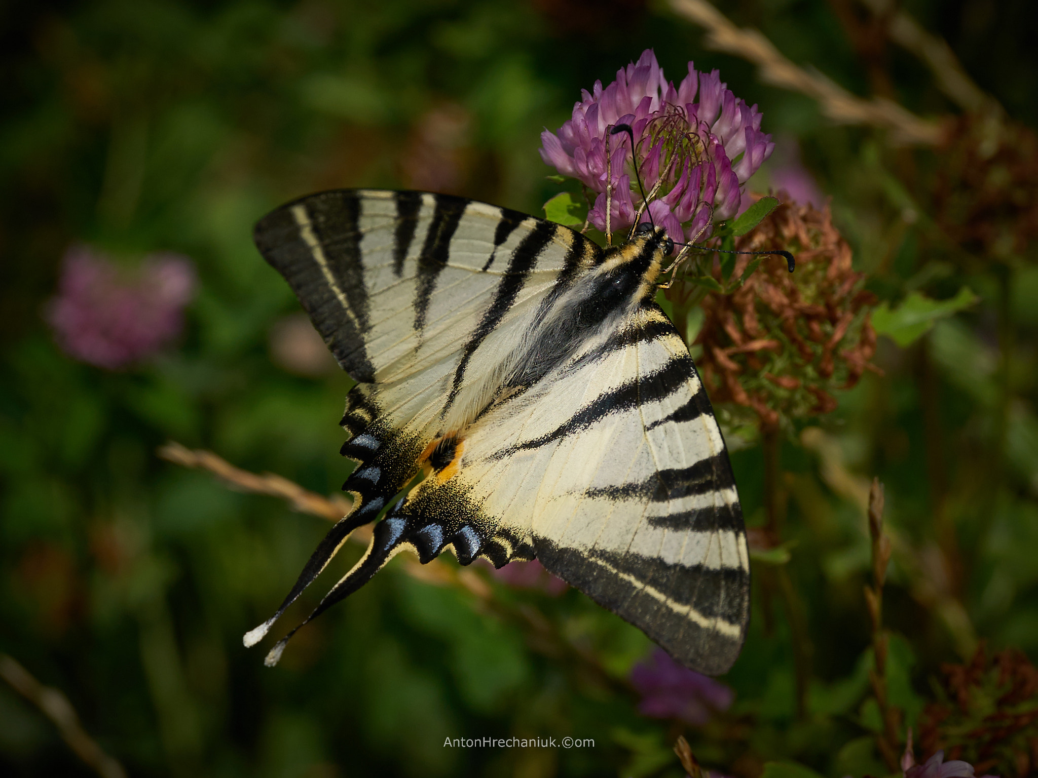 Sony a7 + E 50mm F2.8 sample photo. Butterfly  photography