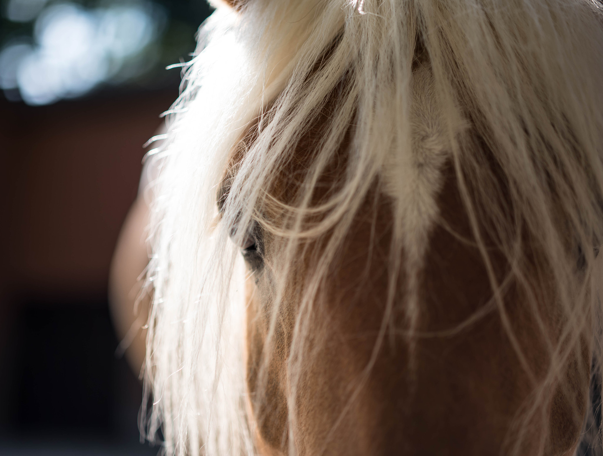 ZEISS Milvus 50mm F1.4 sample photo. Horse eye photography