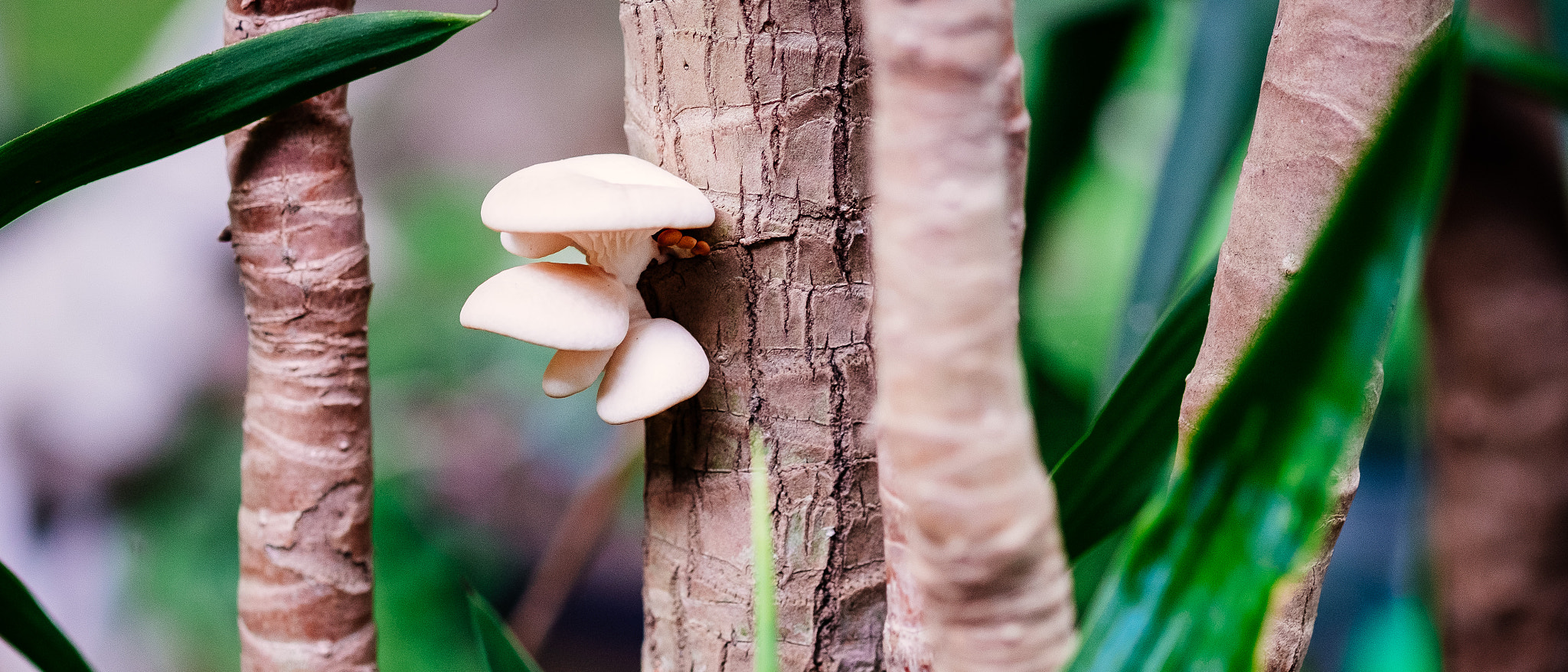 Fujifilm X-Pro2 + Fujifilm XF 60mm F2.4 R Macro sample photo. Mushrooms photography
