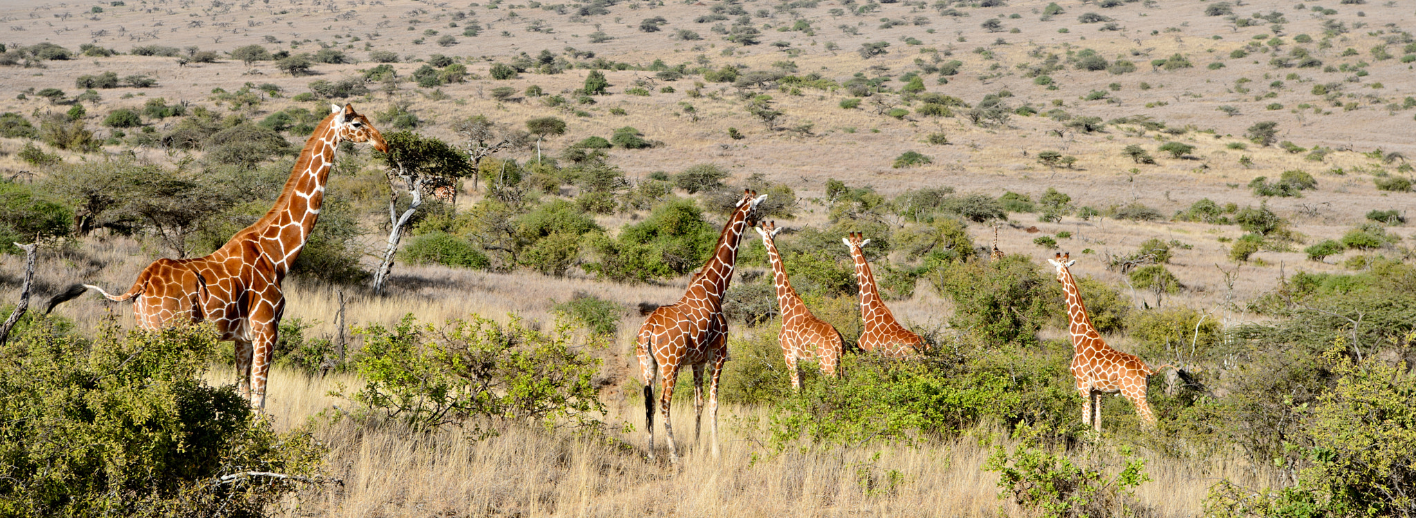 Nikon AF-S Nikkor 24-70mm F2.8E ED VR sample photo. Reticulated giraffes photography