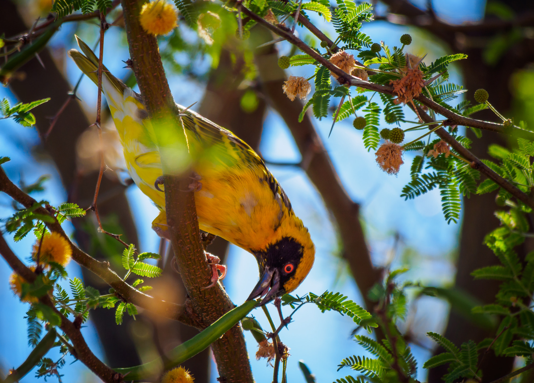Olympus OM-D E-M5 sample photo. Village weaver bird photography