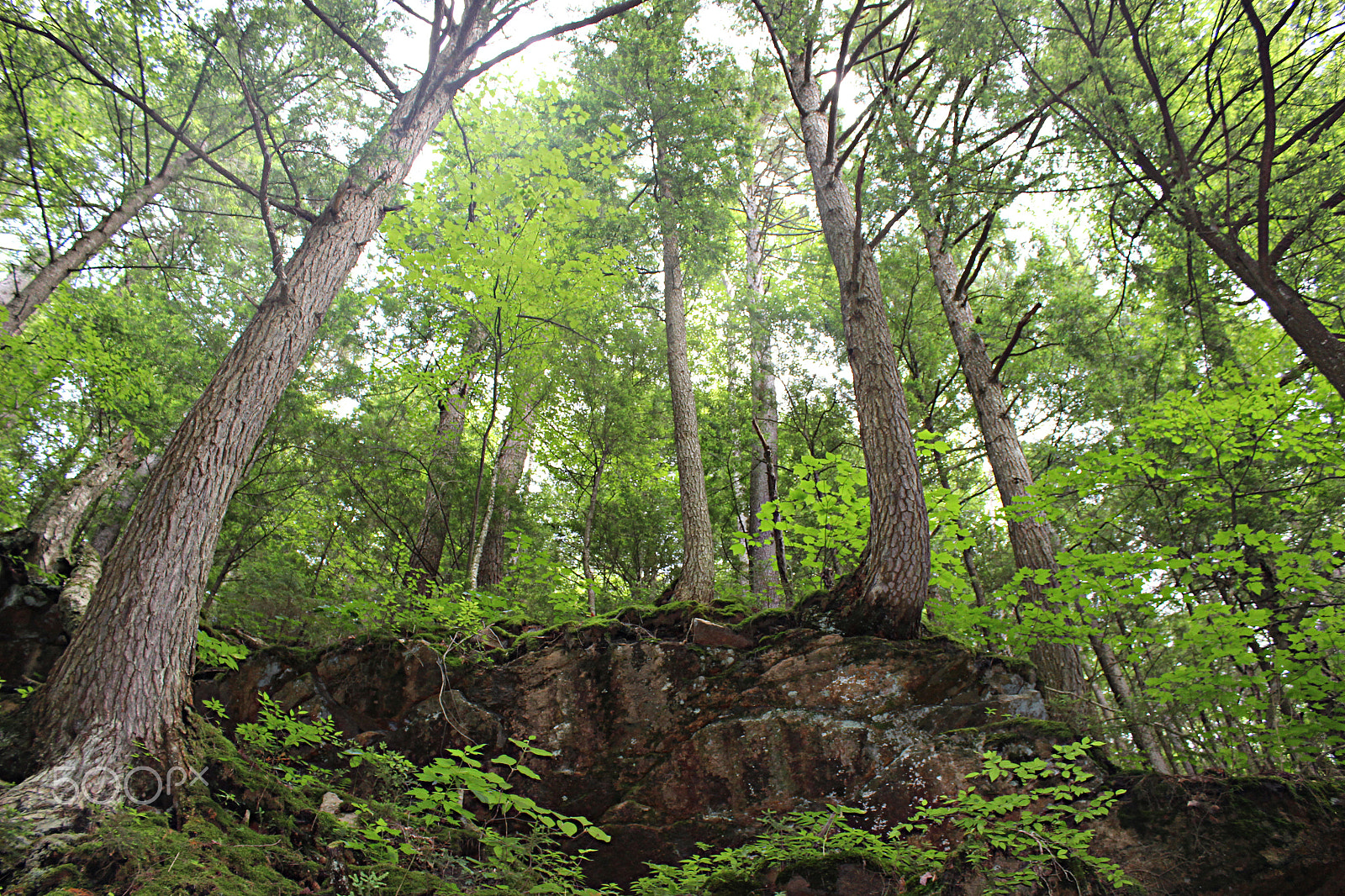 Canon EOS 600D (Rebel EOS T3i / EOS Kiss X5) + 18.0 - 55.0 mm sample photo. Trees vs rocks photography