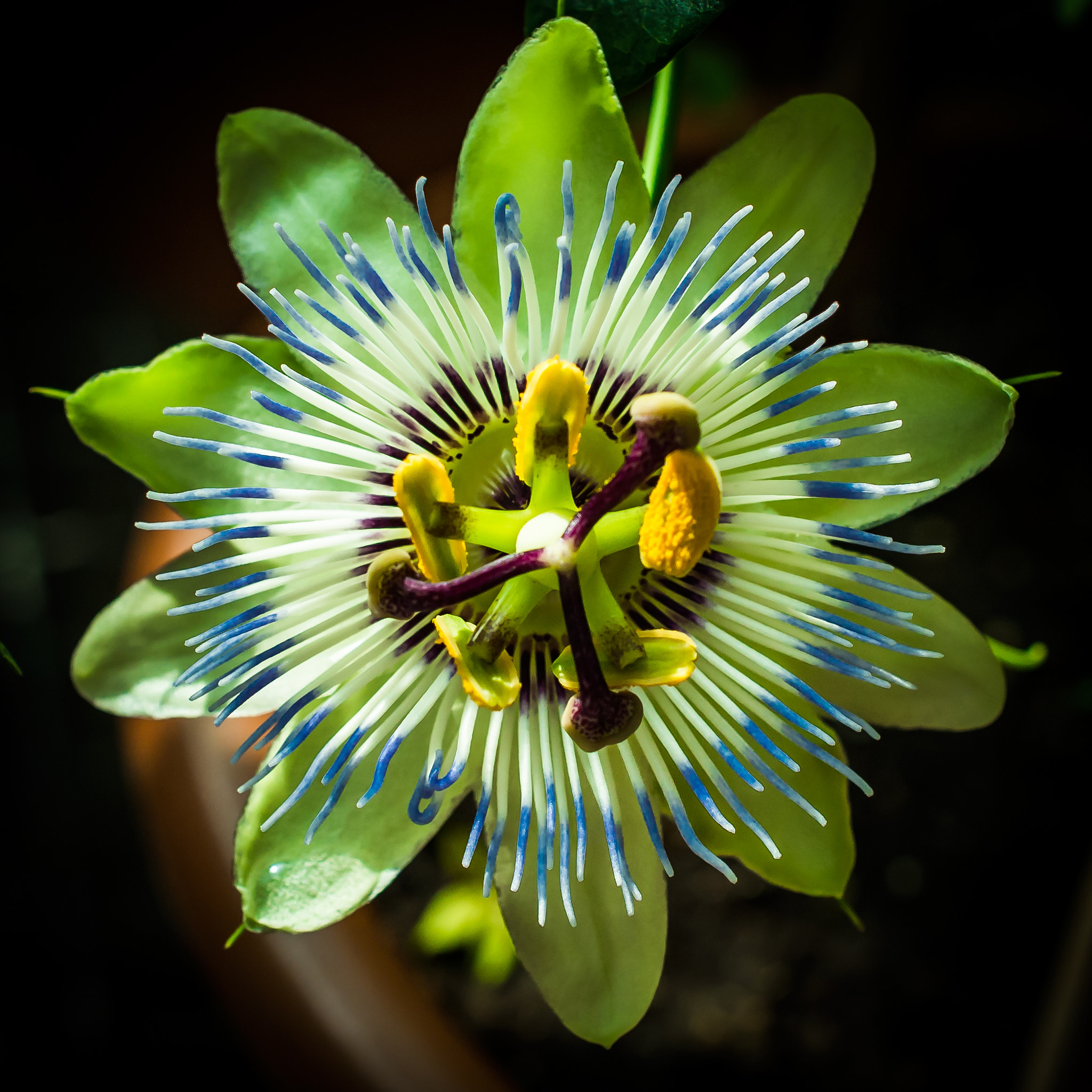 Nikon AF-S DX Micro Nikkor 40mm F2.8 sample photo. A flower with passion photography