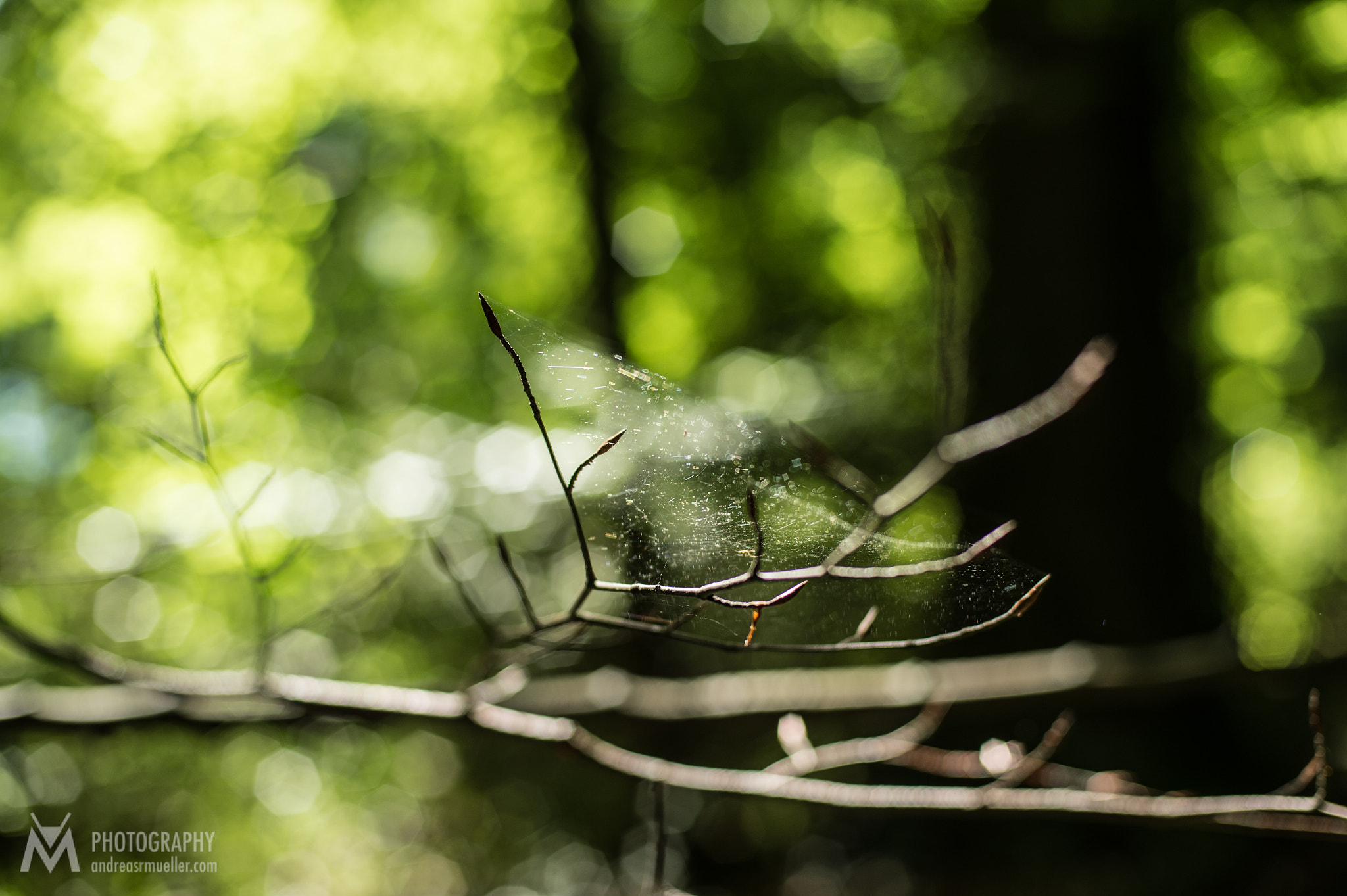 Nikon D4 + Nikon AF Nikkor 50mm F1.4D sample photo. Spider web photography