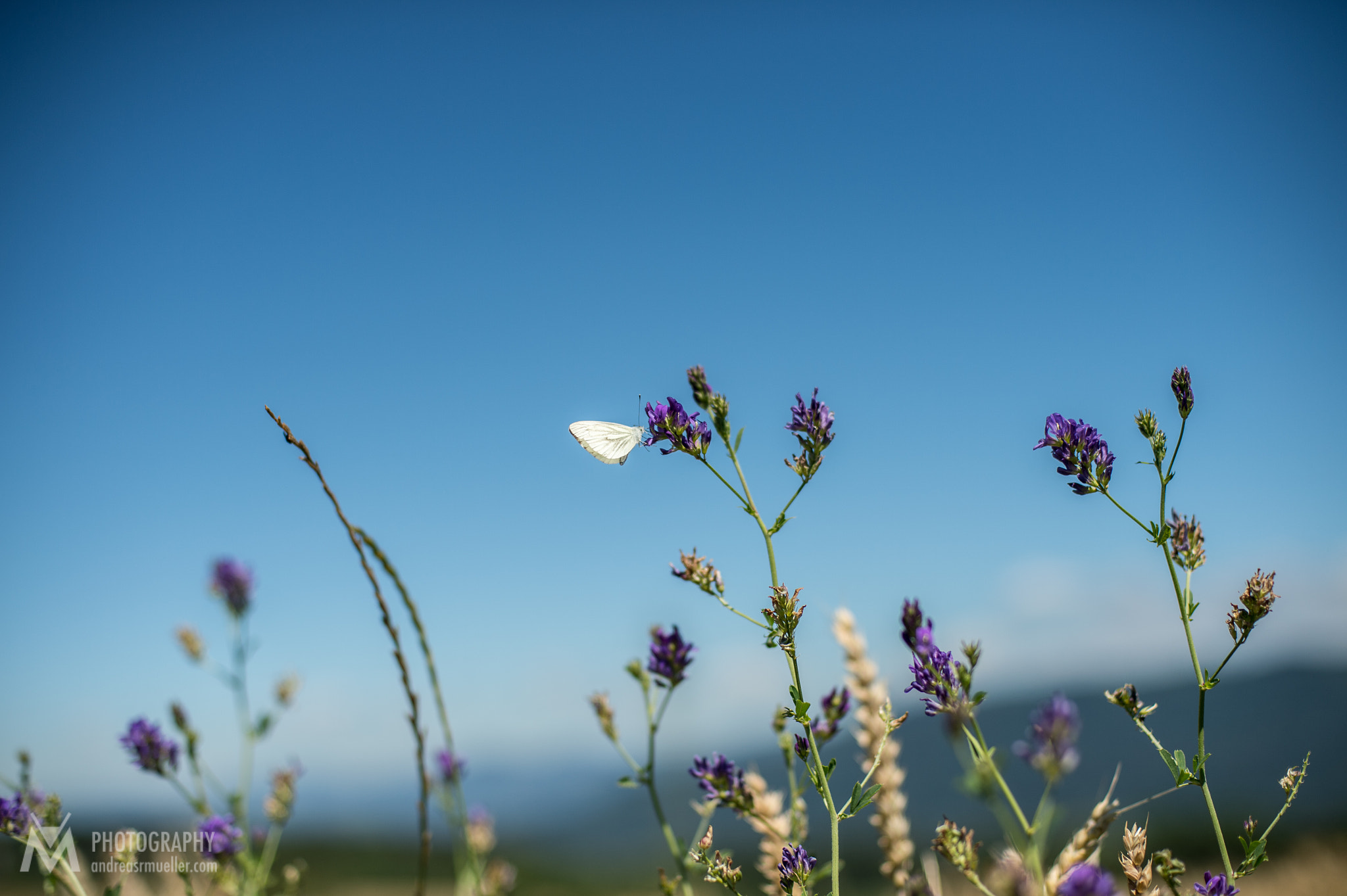 Nikon D4 + Nikon AF Nikkor 50mm F1.4D sample photo. Butterfly photography
