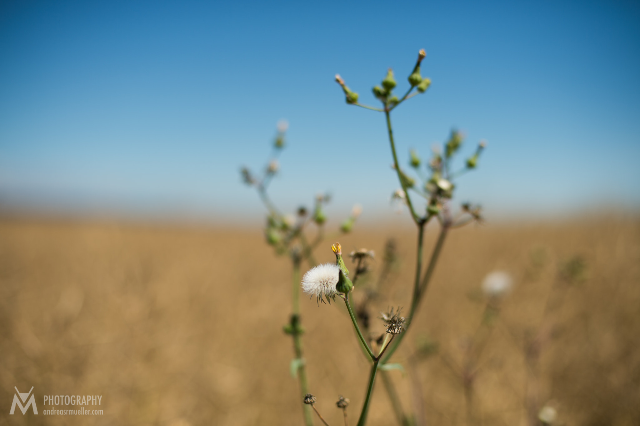 Nikon D4 + Nikon AF Nikkor 50mm F1.4D sample photo. Agricultural landscape before harvest photography