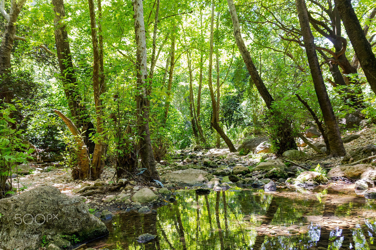 Canon EF 75-300mm F4.0-5.6 IS USM sample photo. Forest stream kziv in the north of israel photography