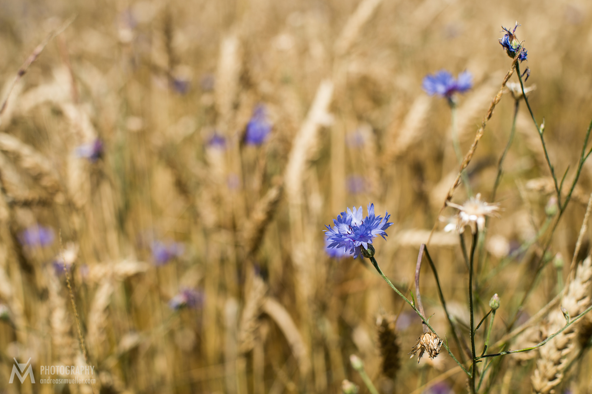 Nikon D4 + Nikon AF Nikkor 50mm F1.4D sample photo. Corn flower photography