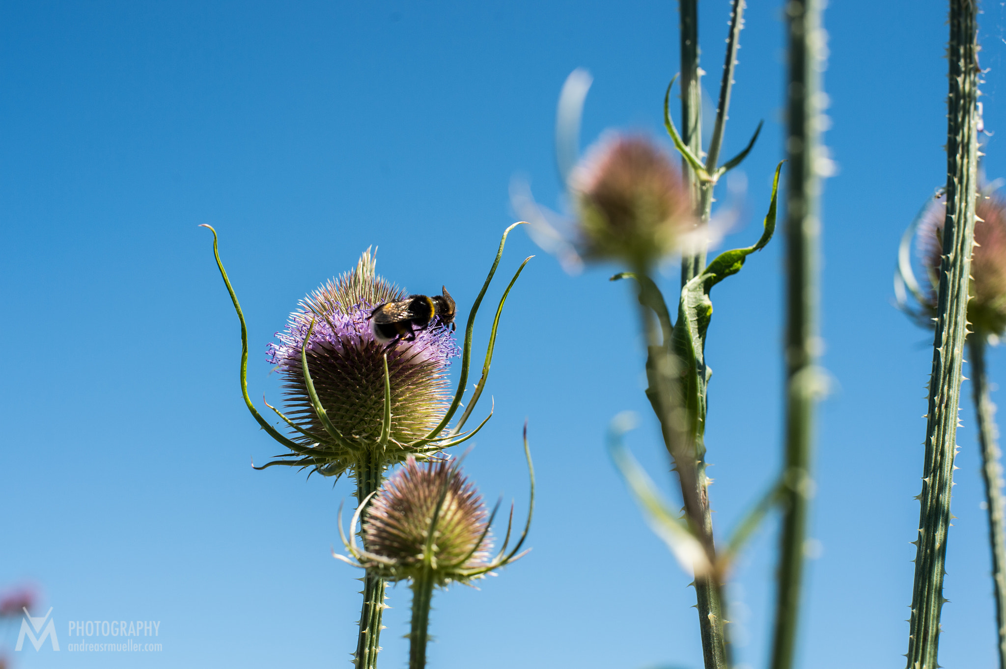 Nikon D4 + Nikon AF Nikkor 50mm F1.4D sample photo. Thistle photography