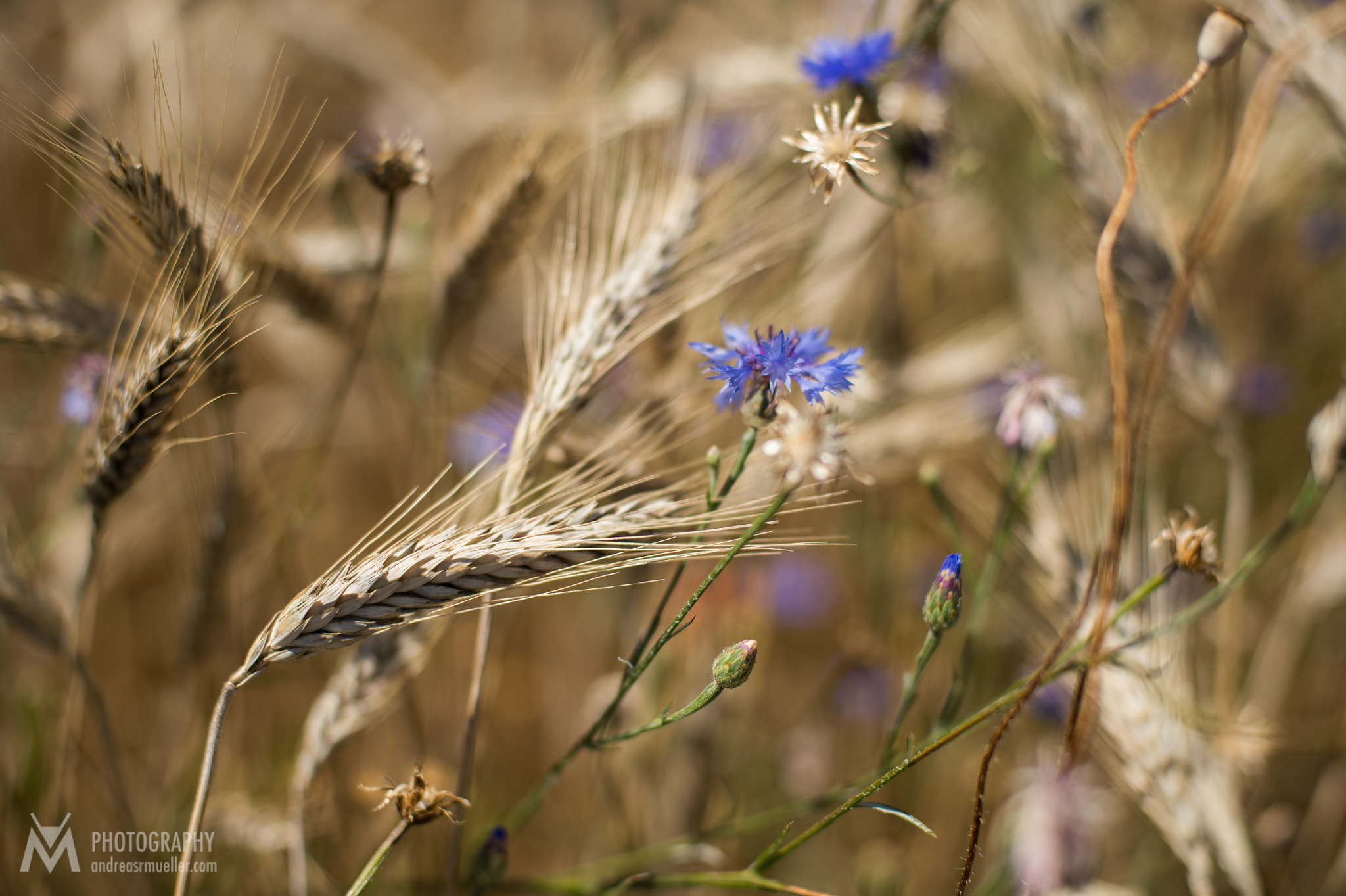 Nikon D4 + Nikon AF Nikkor 50mm F1.4D sample photo. Corn field photography