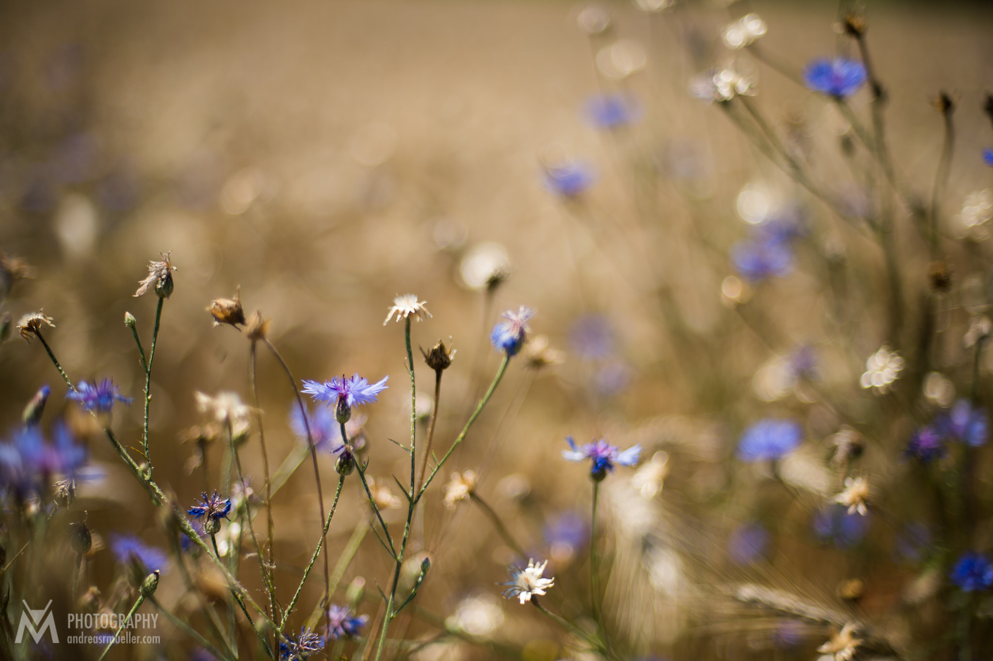 Nikon D4 + Nikon AF Nikkor 50mm F1.4D sample photo. Corn flower photography