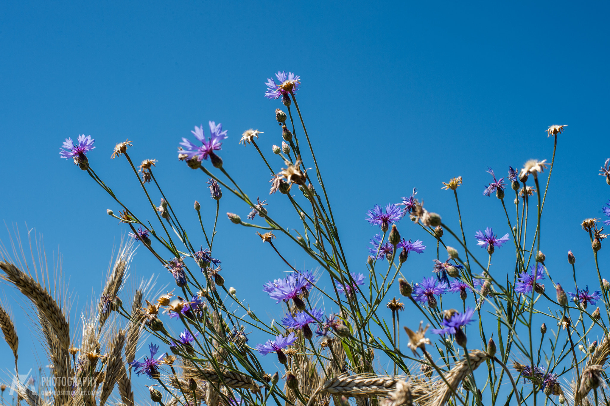 Nikon D4 + Nikon AF Nikkor 50mm F1.4D sample photo. Corn flower photography