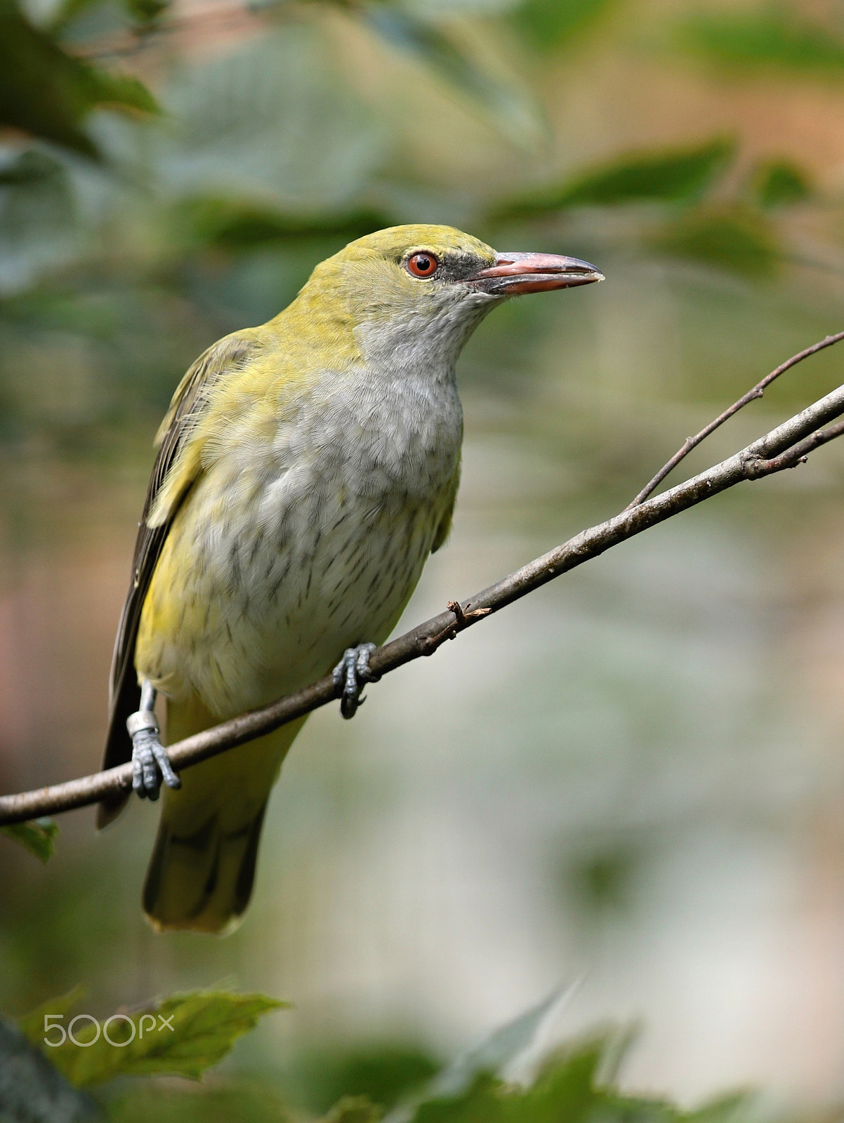 Canon EOS 760D (EOS Rebel T6s / EOS 8000D) + Canon EF 300mm F2.8L IS USM sample photo. European green woodpecker photography