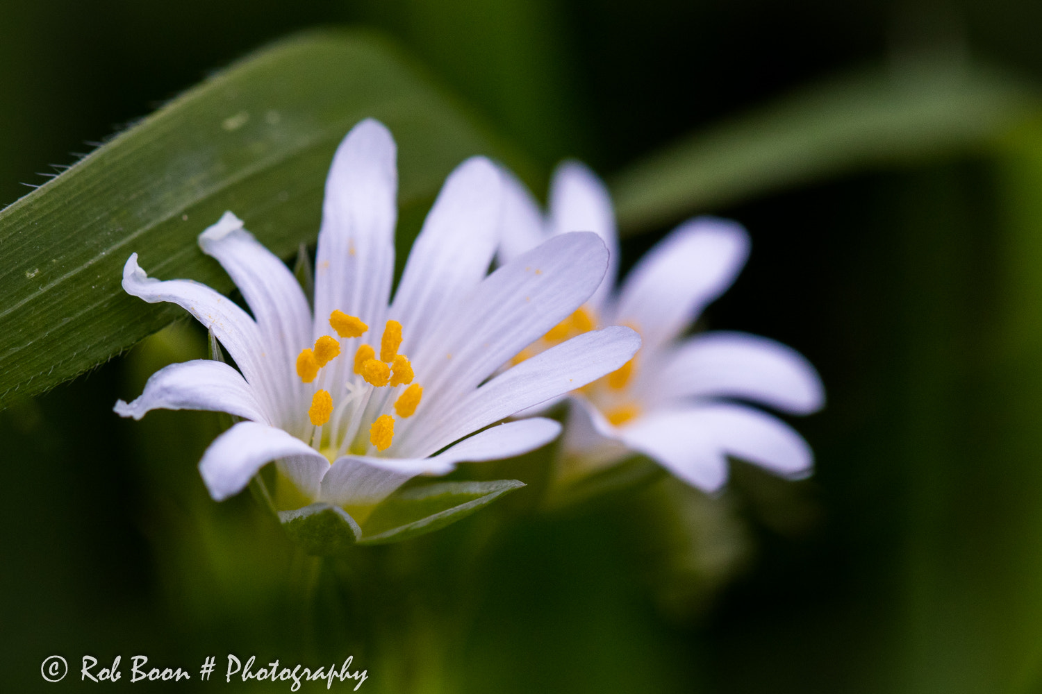 Canon EOS 5DS + Canon EF 100mm F2.8L Macro IS USM sample photo. Hoornbloem photography