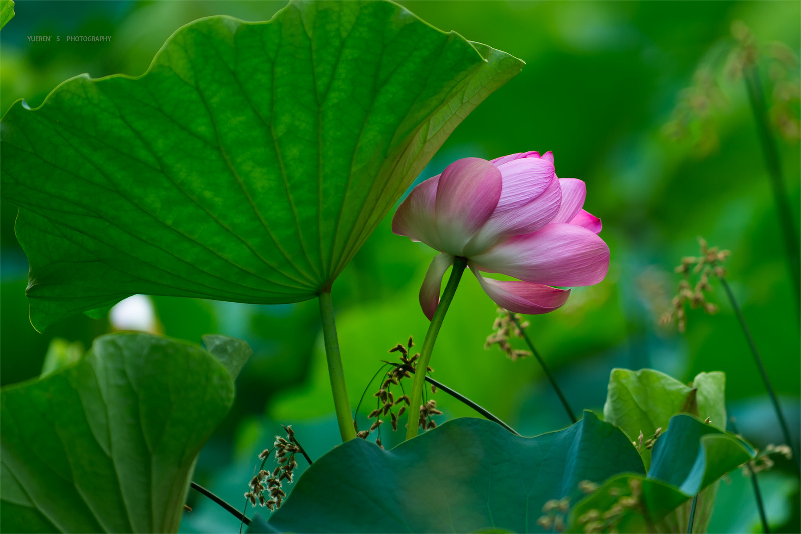 Nikon D4S sample photo. 荷花 photography