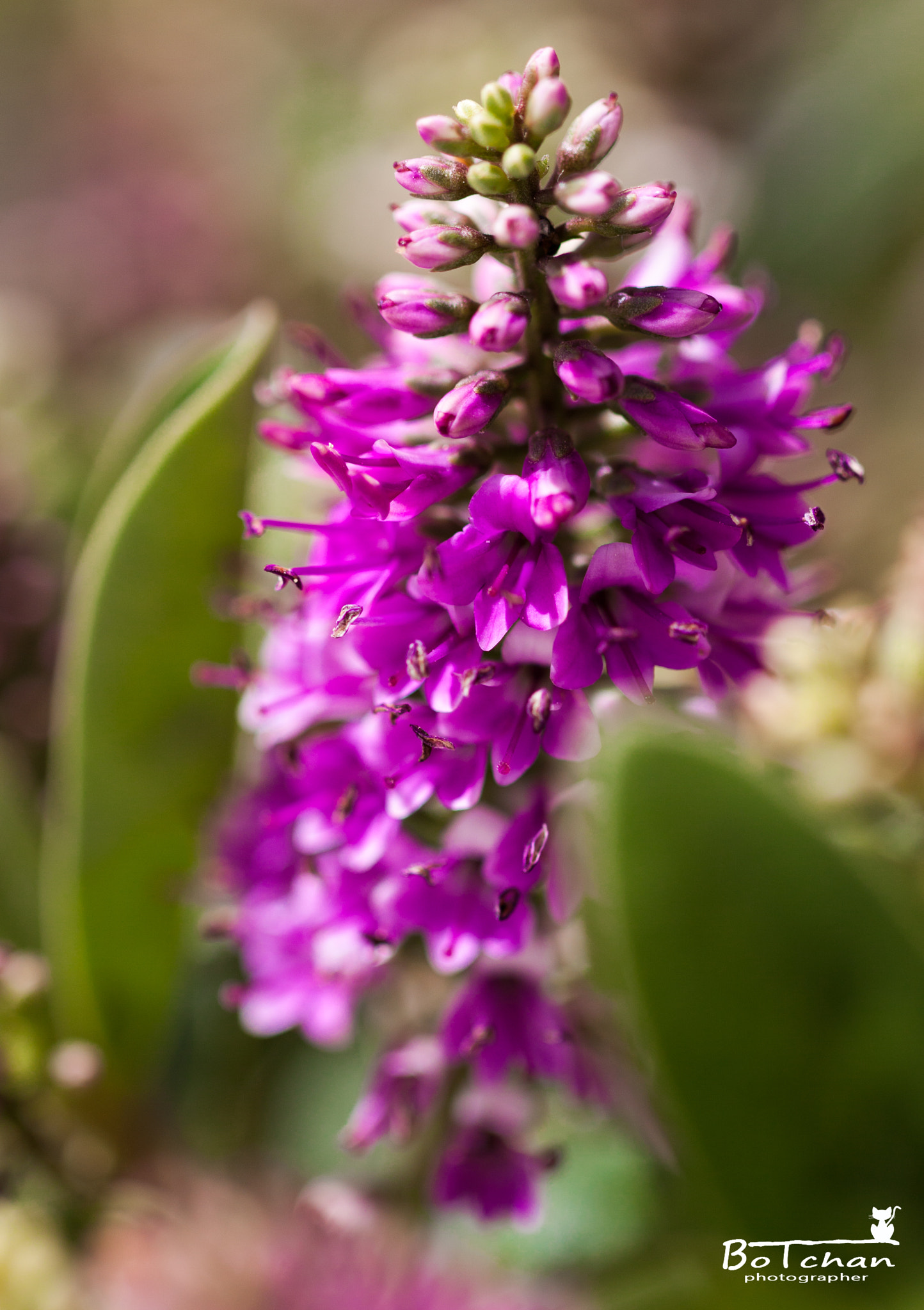 Canon EOS 50D + Canon EF 100mm F2.8L Macro IS USM sample photo. Exponiendome photography