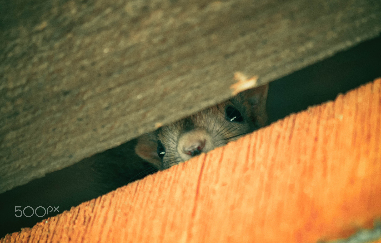Pentax smc DA 50-200mm F4-5.6 ED WR sample photo. "tenant" staring back at me photography