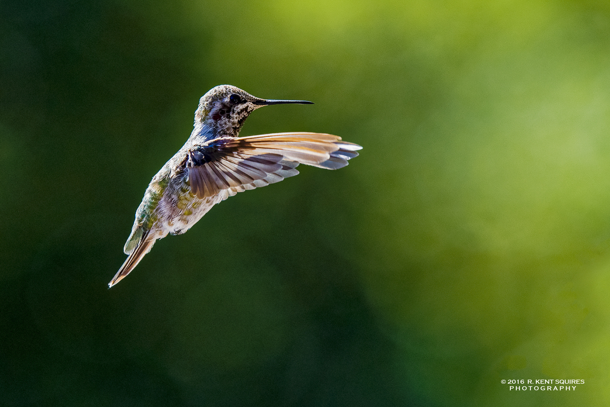 Nikon AF-S Nikkor 200mm F2G ED VR II sample photo. Hummingbird photography