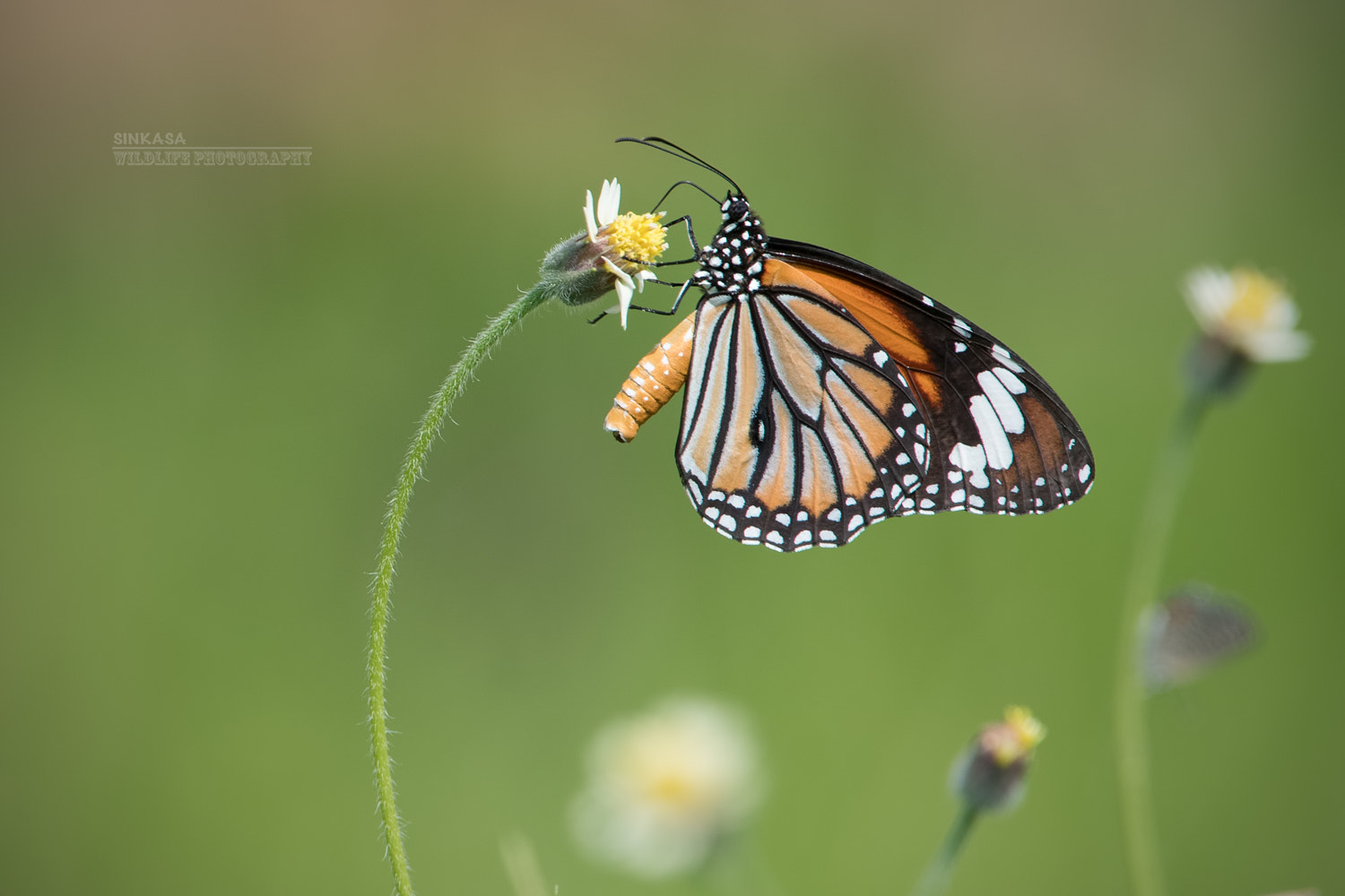 Nikon AF-S Nikkor 400mm F2.8G ED VR II sample photo. Butter fly photography