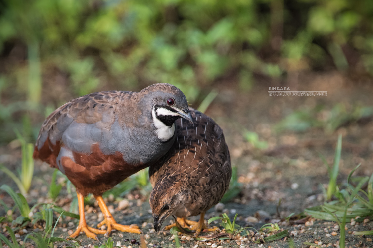 Nikon AF-S Nikkor 400mm F2.8G ED VR II sample photo. King quail aka button quail photography