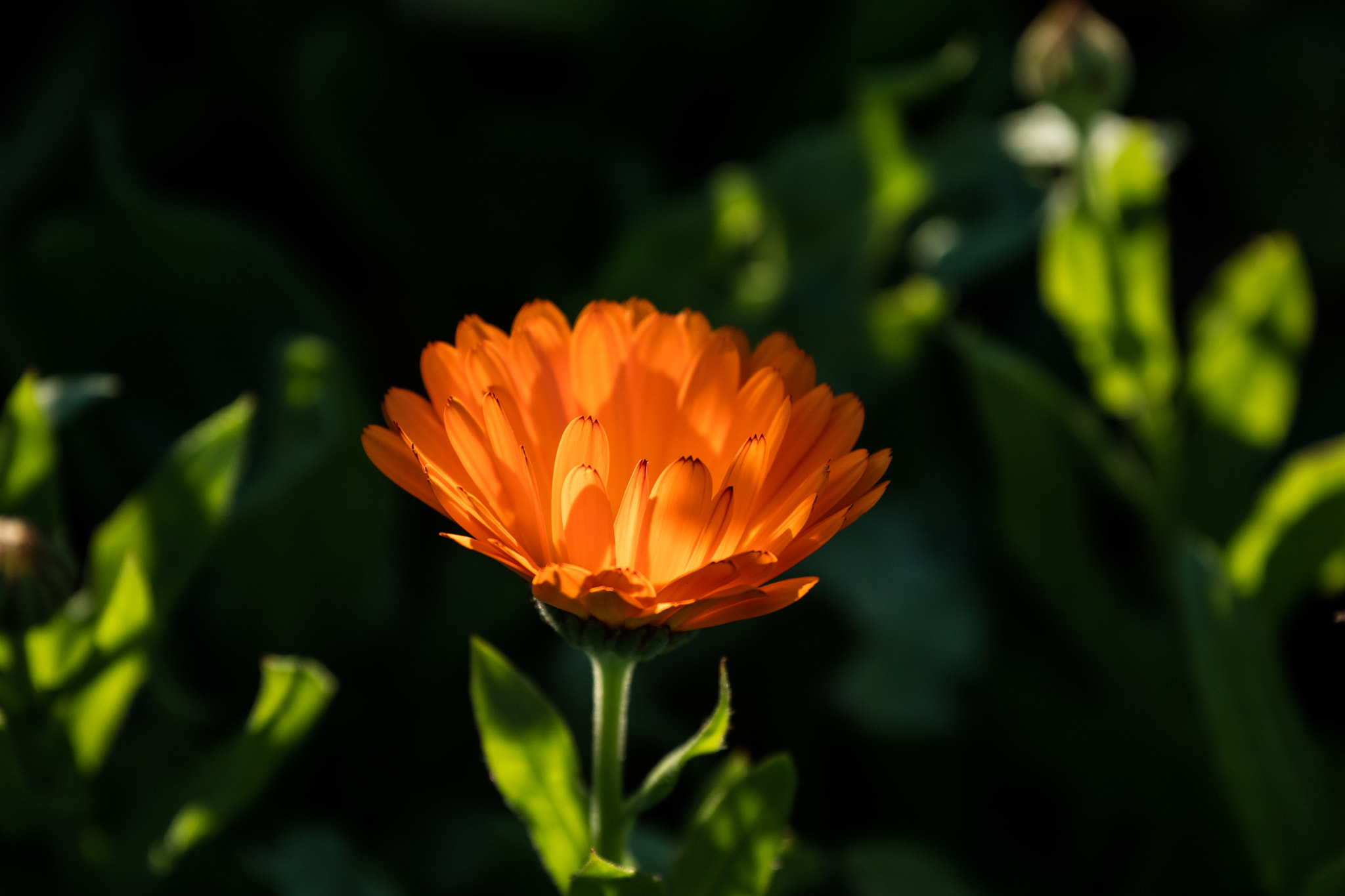 Canon EF 70-300mm F4-5.6L IS USM sample photo. Abg_20160715_10 photography