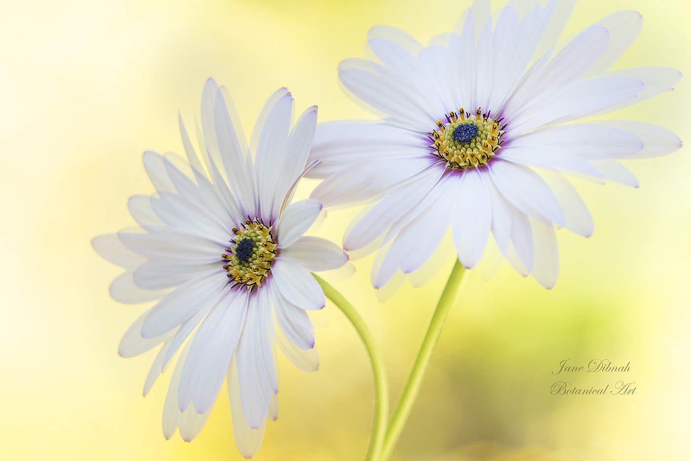 Canon EF 180mm F3.5L Macro USM sample photo. Cape daisies photography