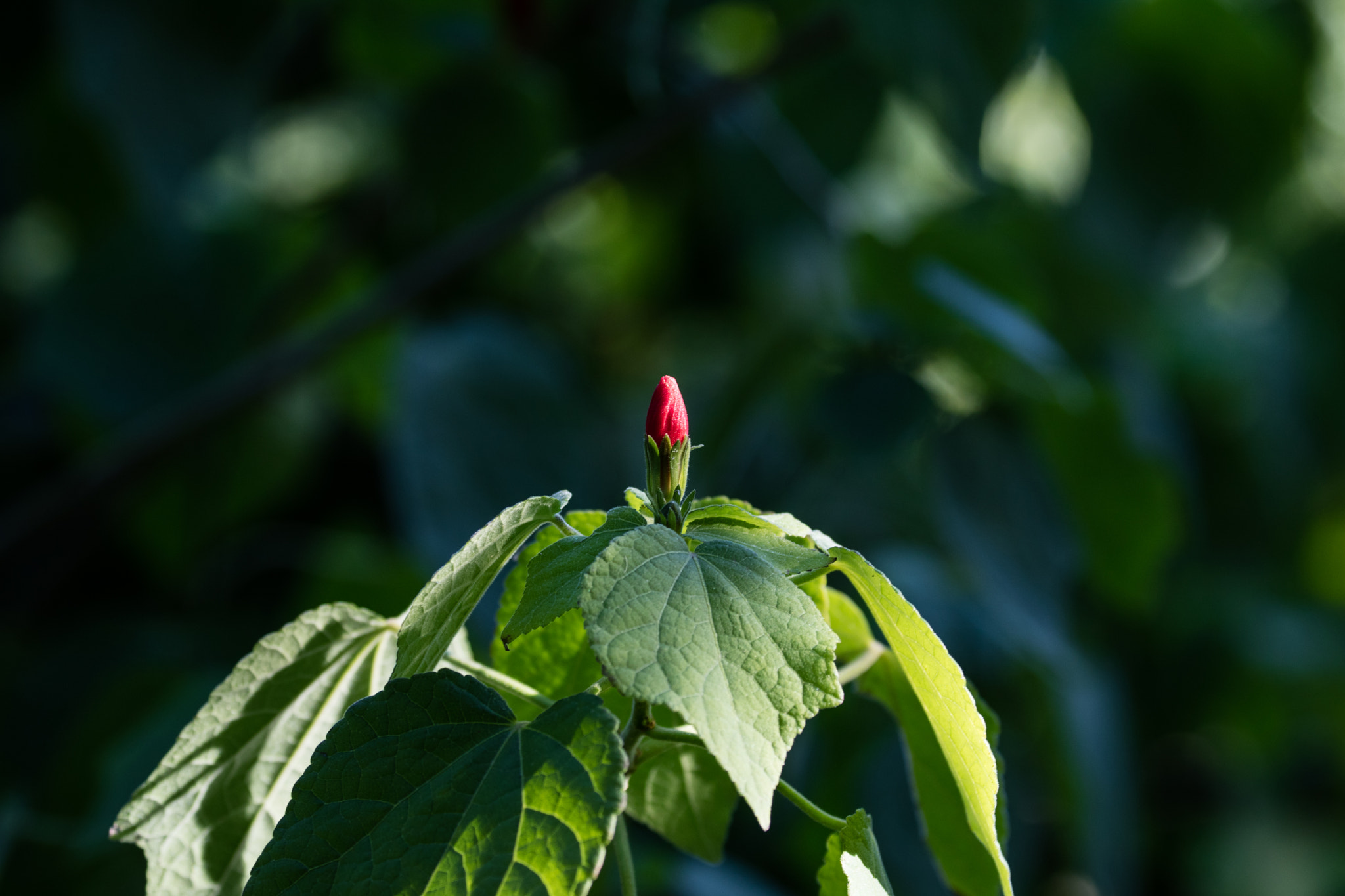 Canon EF 70-300mm F4-5.6L IS USM sample photo. Abg_20160715_06 photography