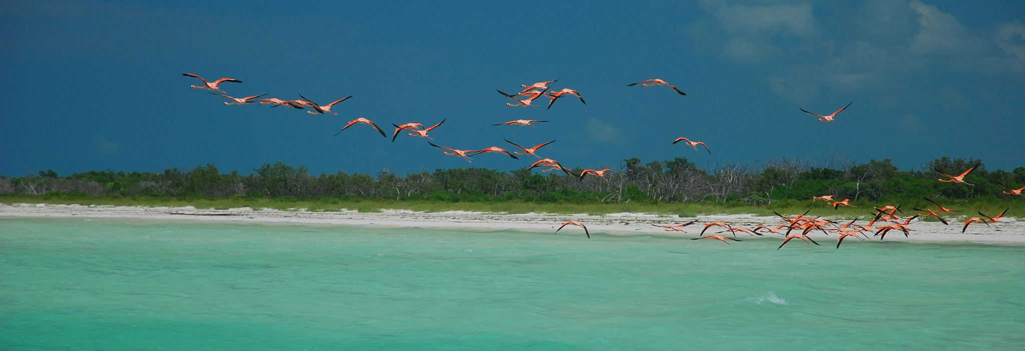 Nikon D80 sample photo. Flamingos photography