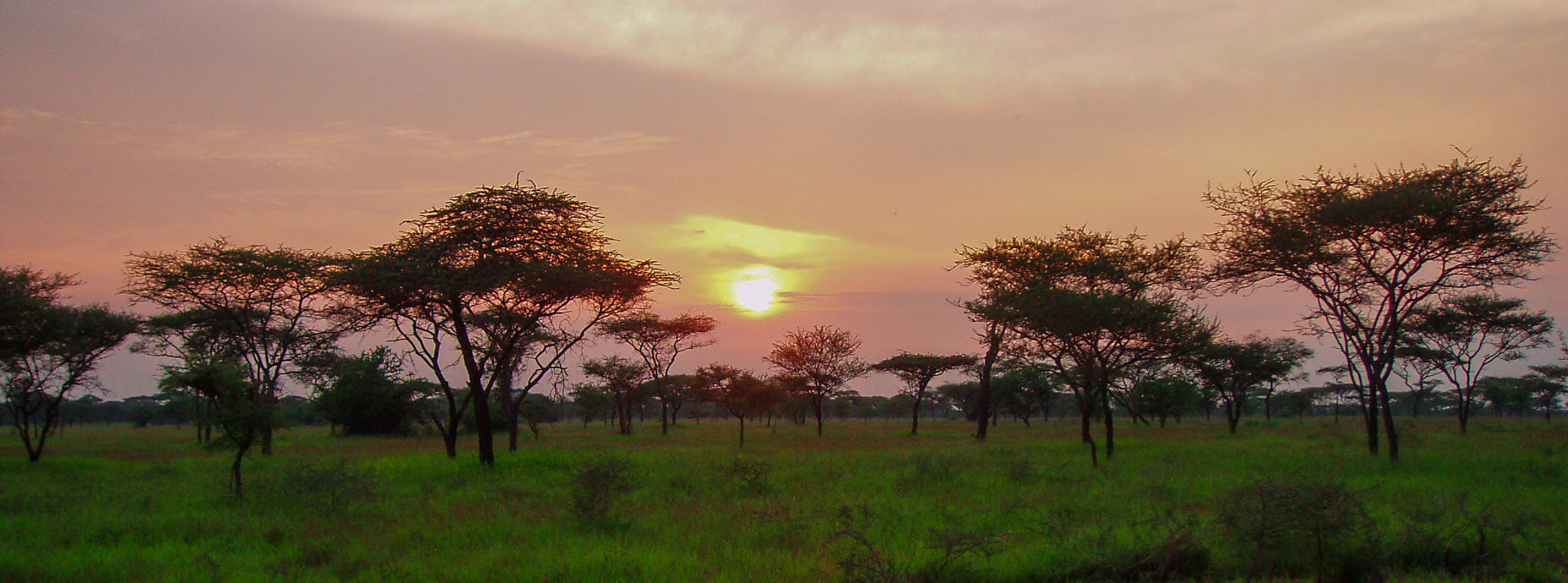 Olympus u-miniS,StylusVS sample photo. Savanna tanzania photography