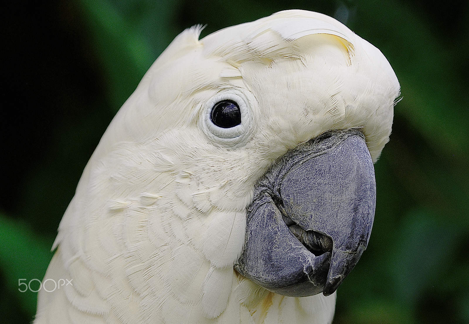 Nikon D60 sample photo. Cacatua parrot - head photography